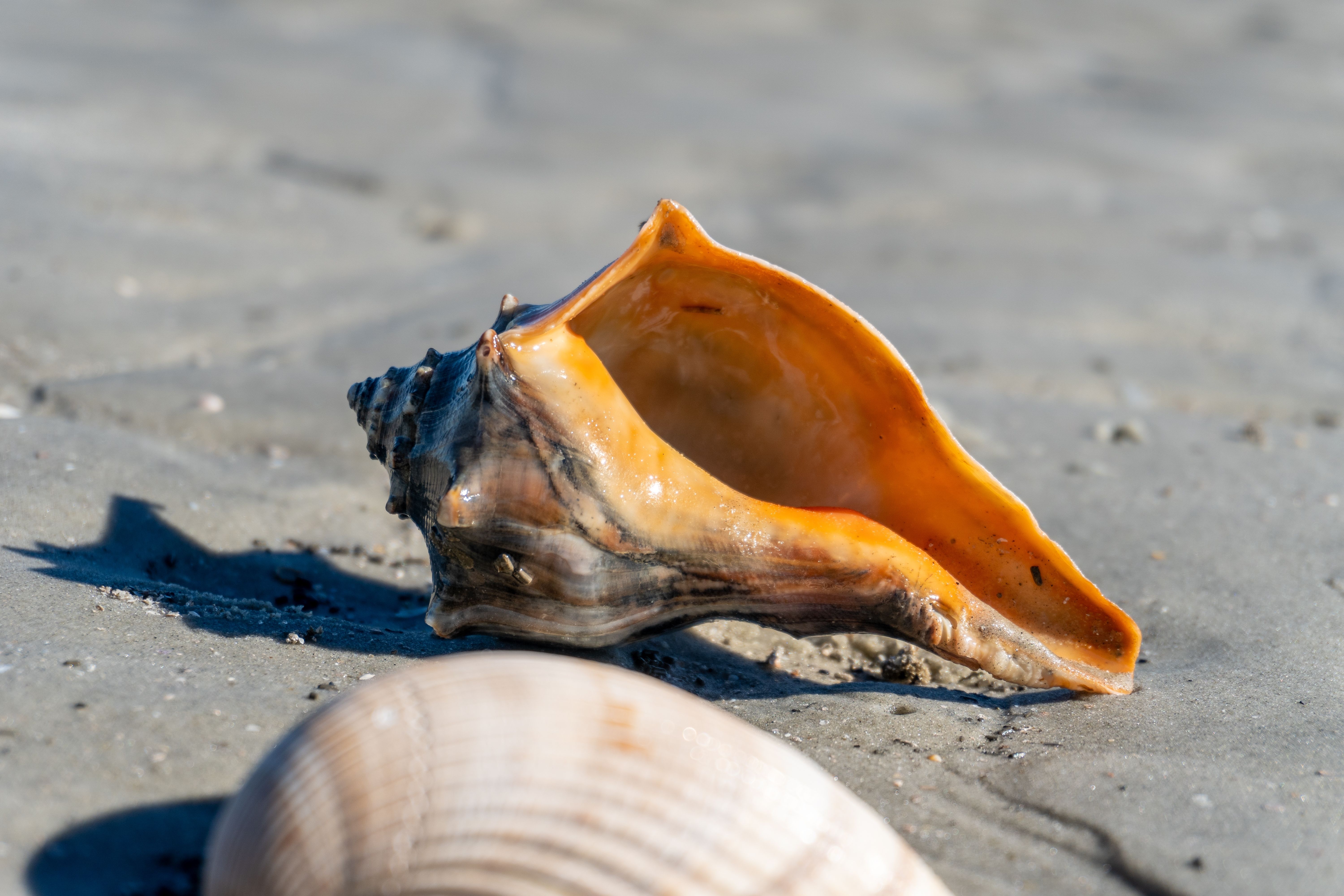 Georgia's Best National Park Is Actually A Beach