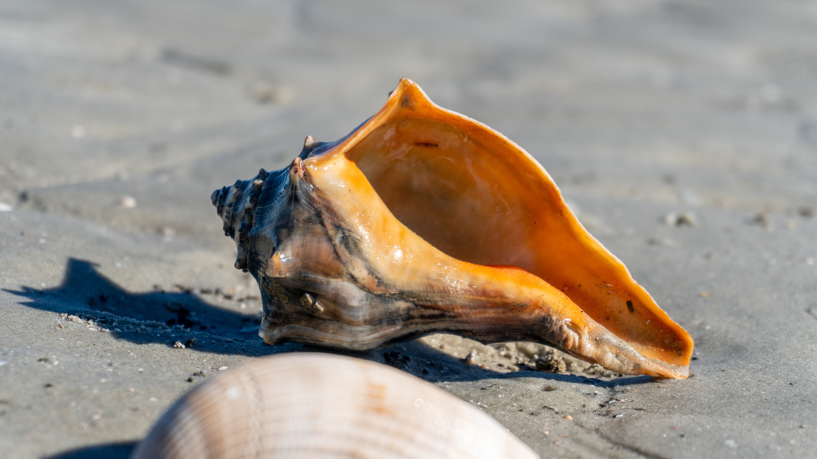 Georgia's Best National Park Is Actually A Beach
