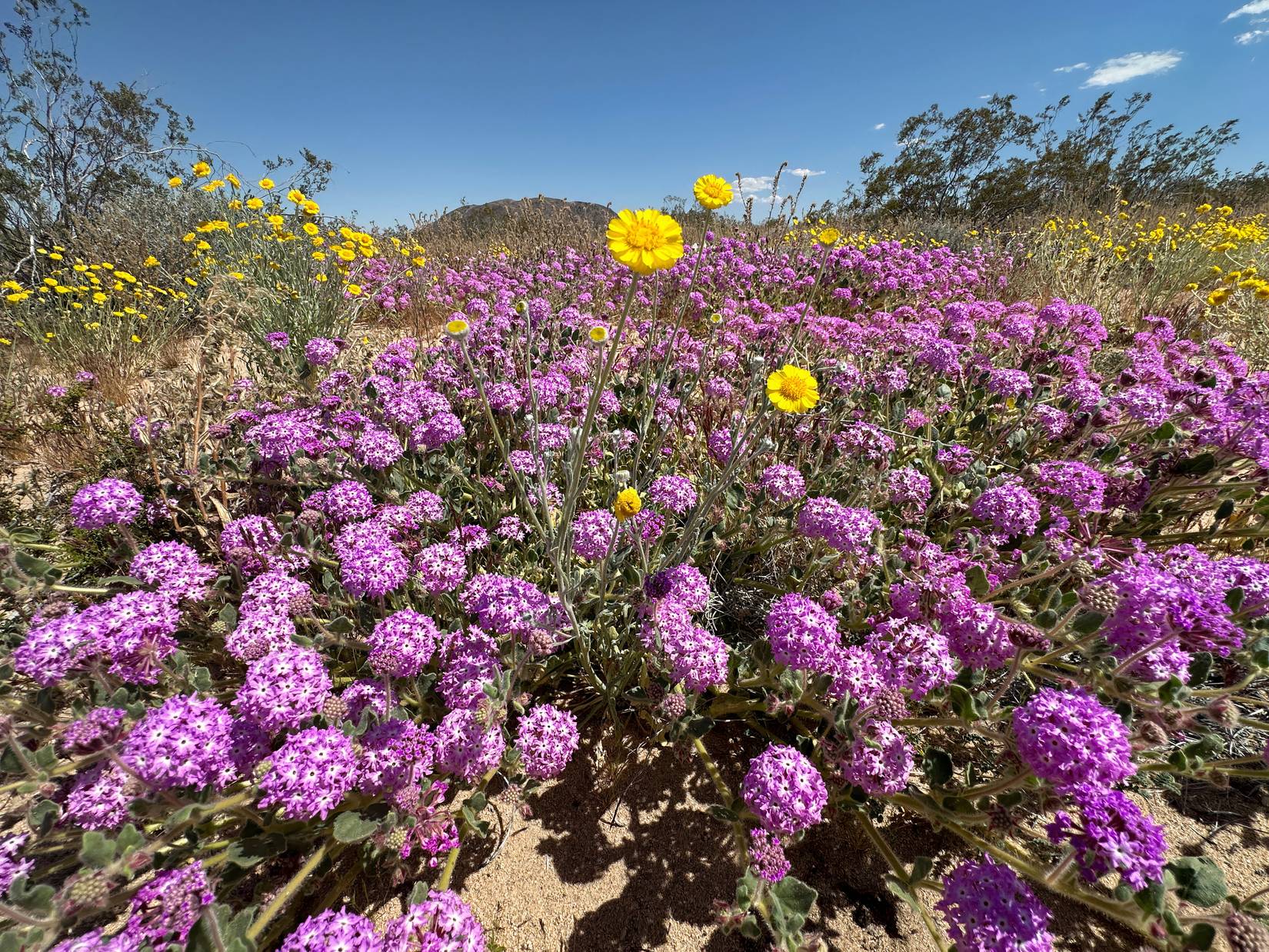 This Is When California Is Celebrating Spring Break this-is-when-california-is-celebrating-spring-break
