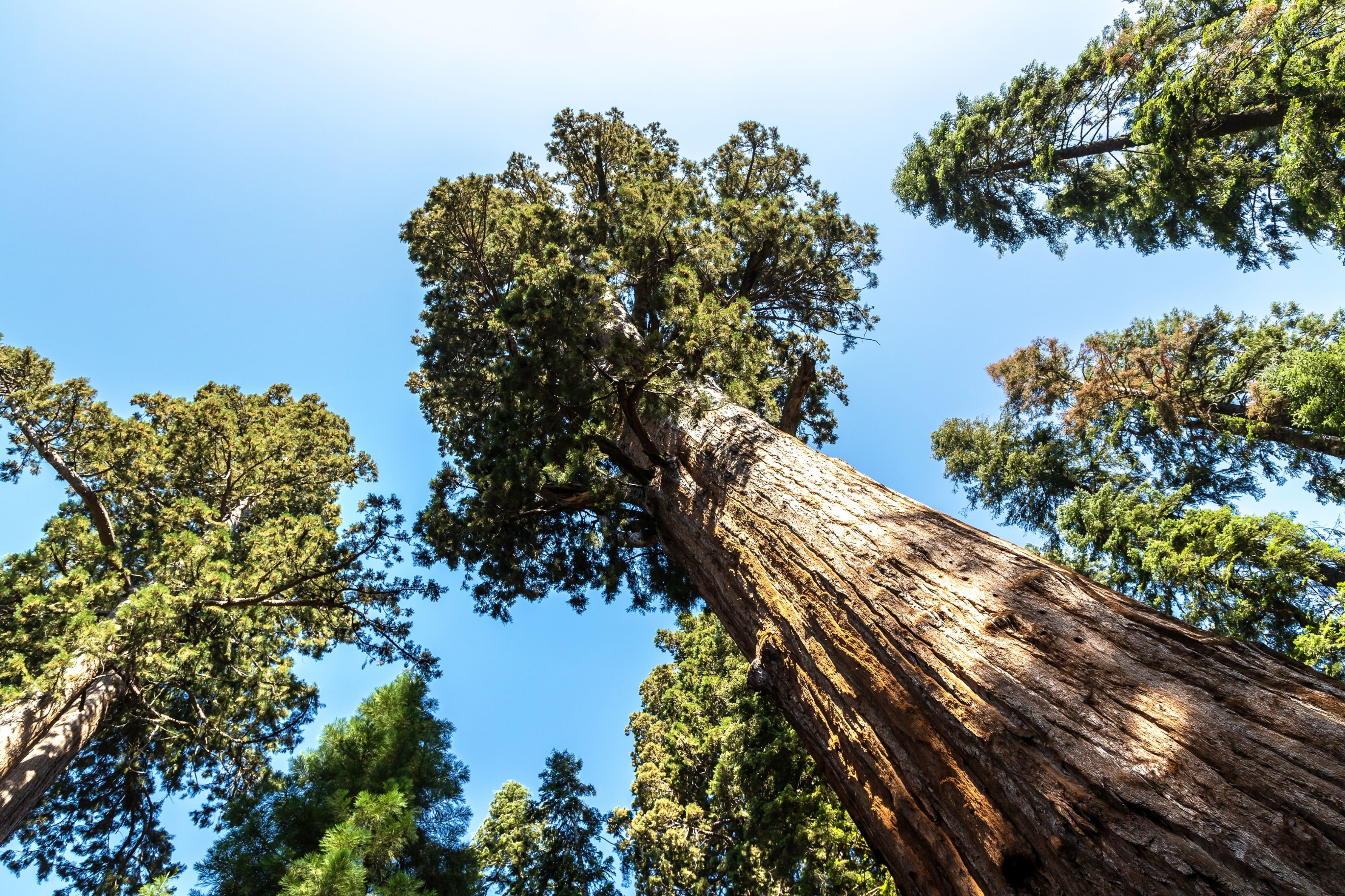 This Is The Most Secret Spot In Sequoia National Park