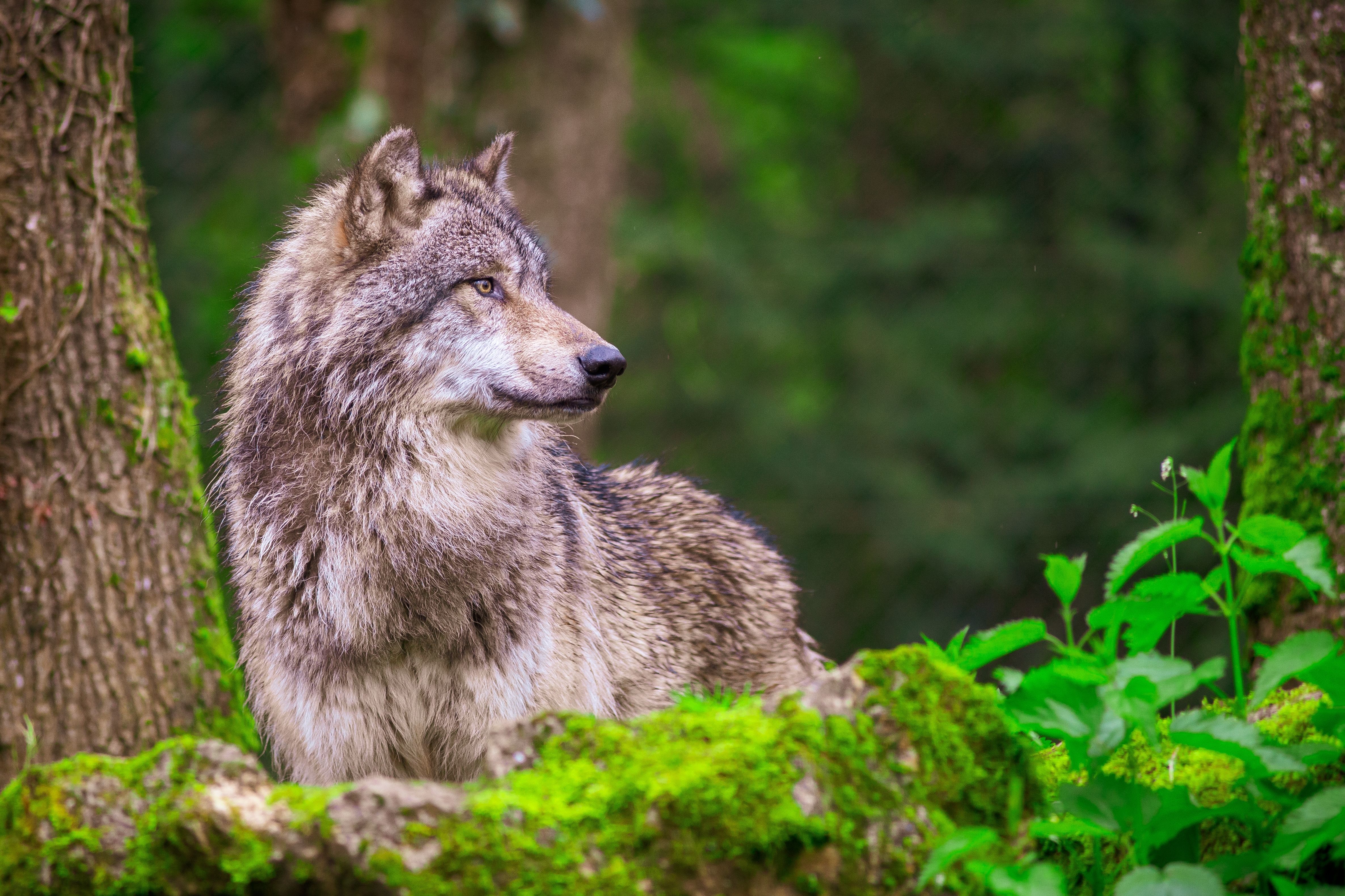 This State's Most Celebrated Predator Is Back