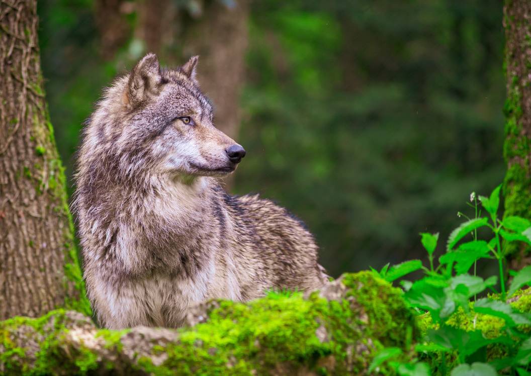 Good Predators Wolves This State's Most Celebrated Predator Is Back