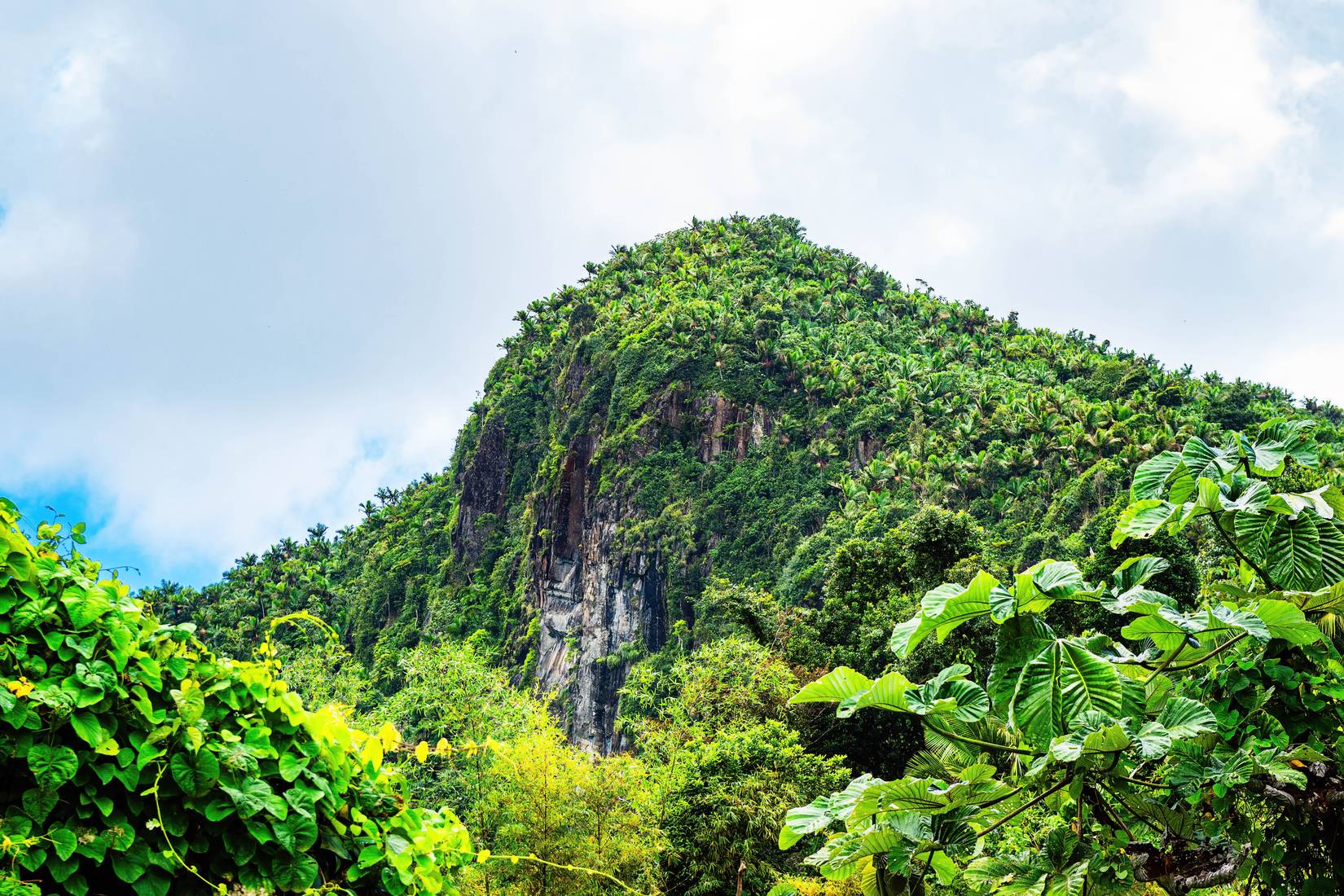This Is The Only Tropical Rainforest In The US