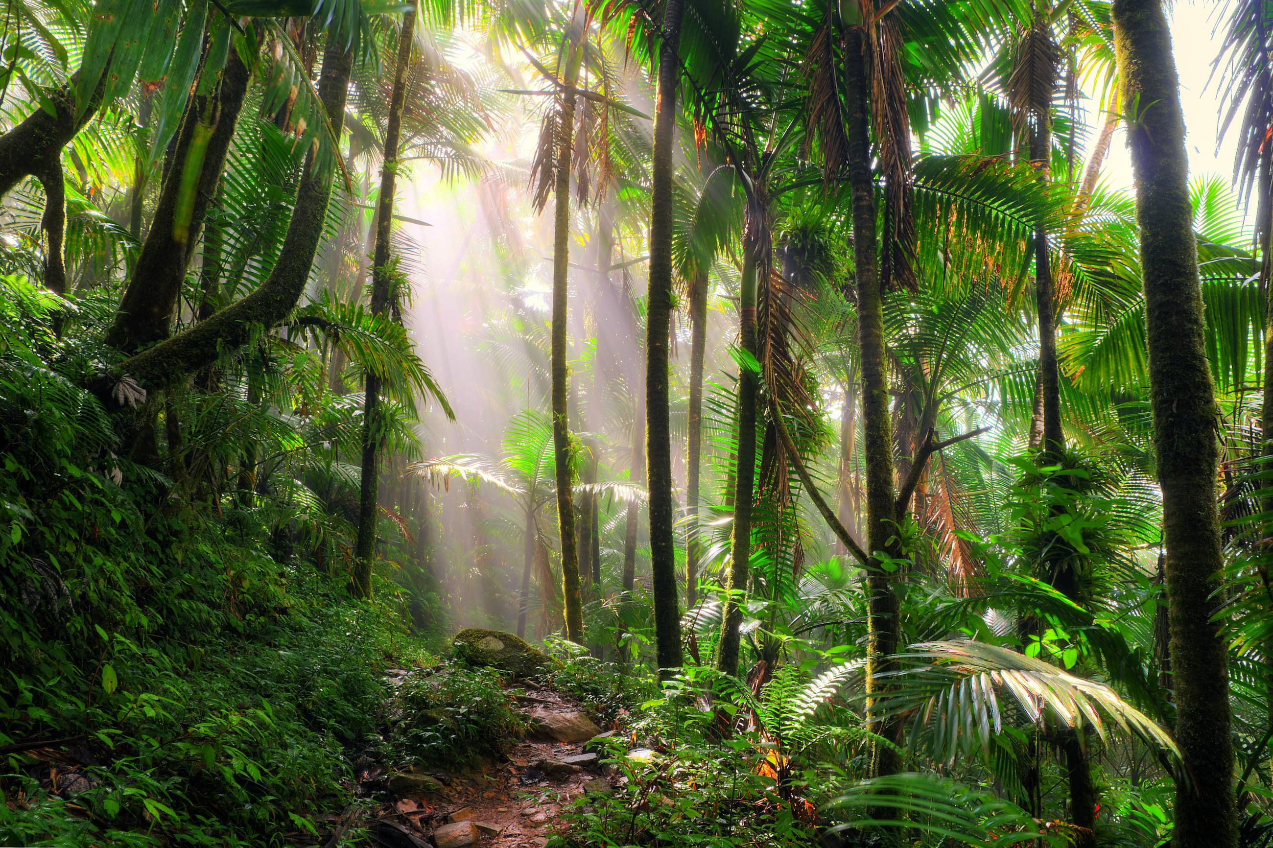 I Explored El Yunque National Forest At Night — And Found A Thriving Ecosystem Just Minutes From Puerto Rico’s Top Resorts