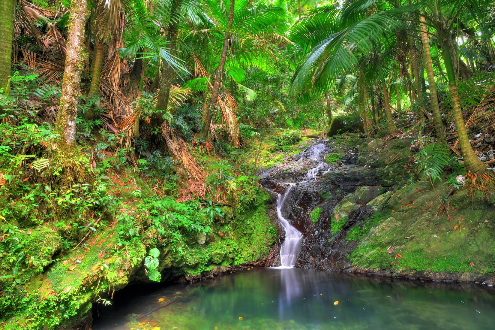 This Is The Only Tropical Rainforest In The US