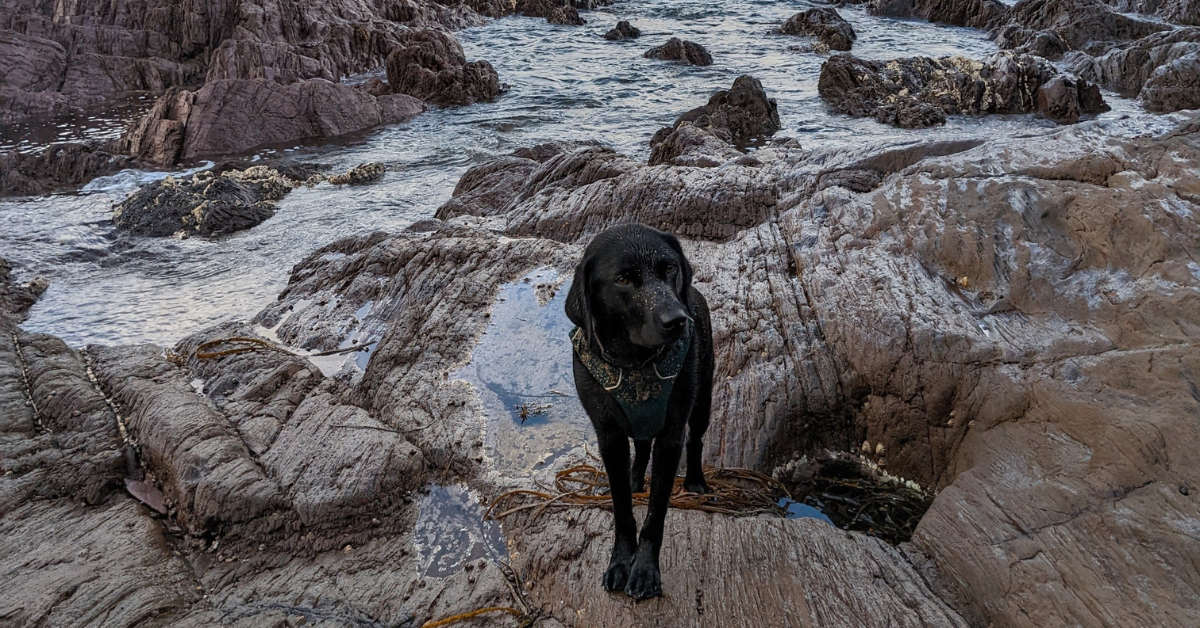 Picture of Therapy Dog Organization - Alliance of Therapy Dogs