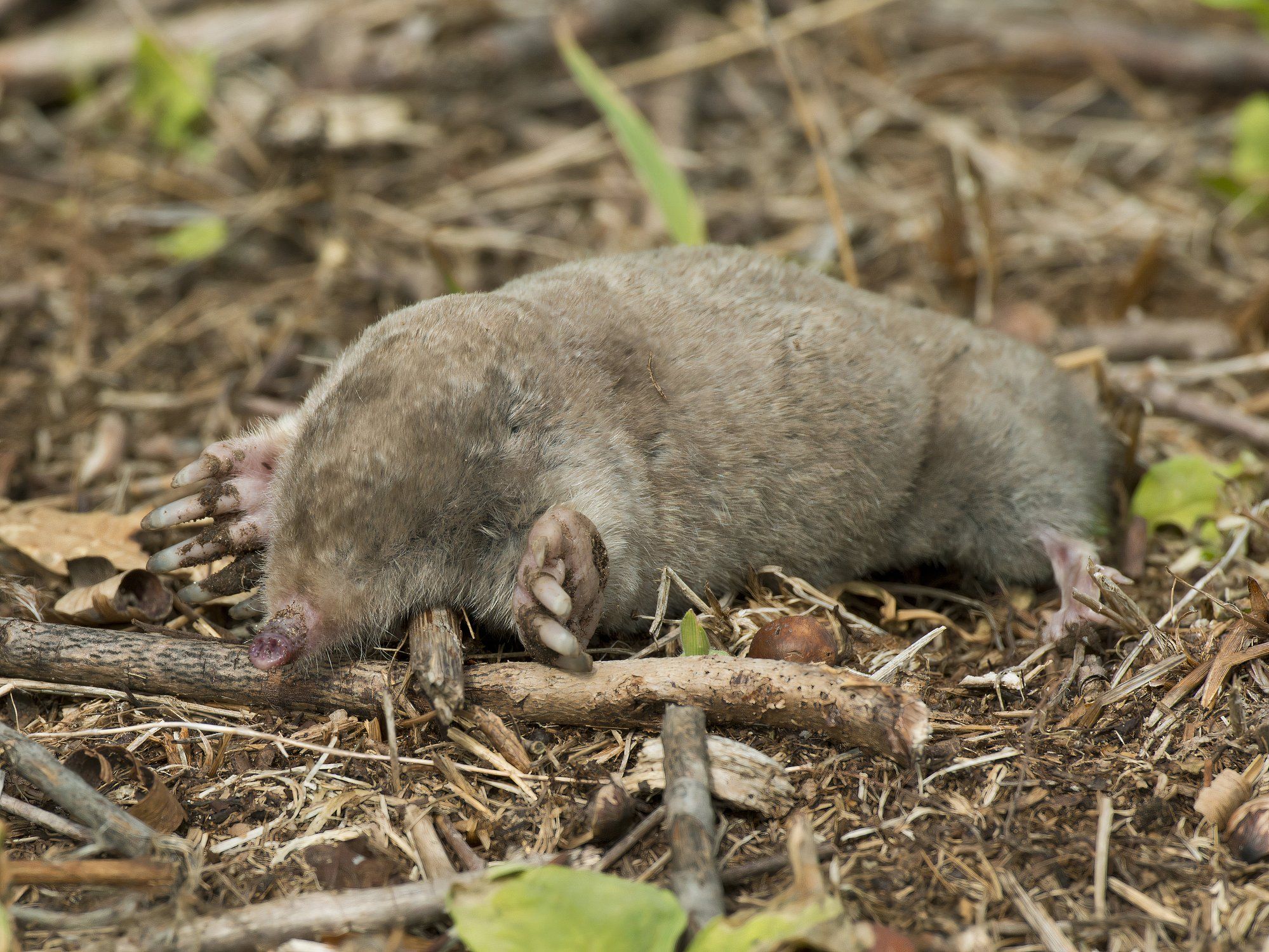 7 Strangest Animals Ever Discovered