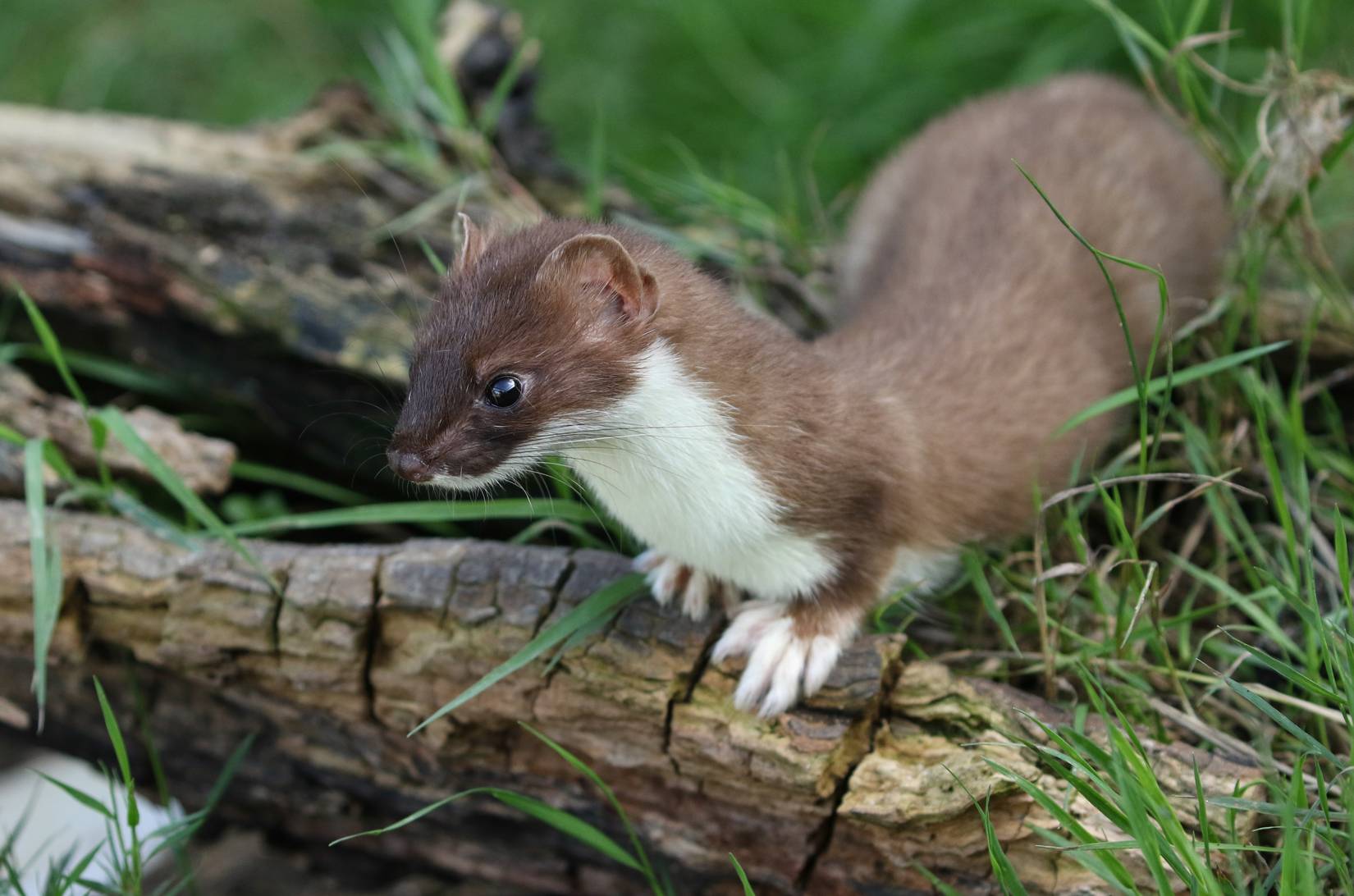 Two Dogs Sent to Orkney Islands in Scotland to Remove Stoats and Help ...