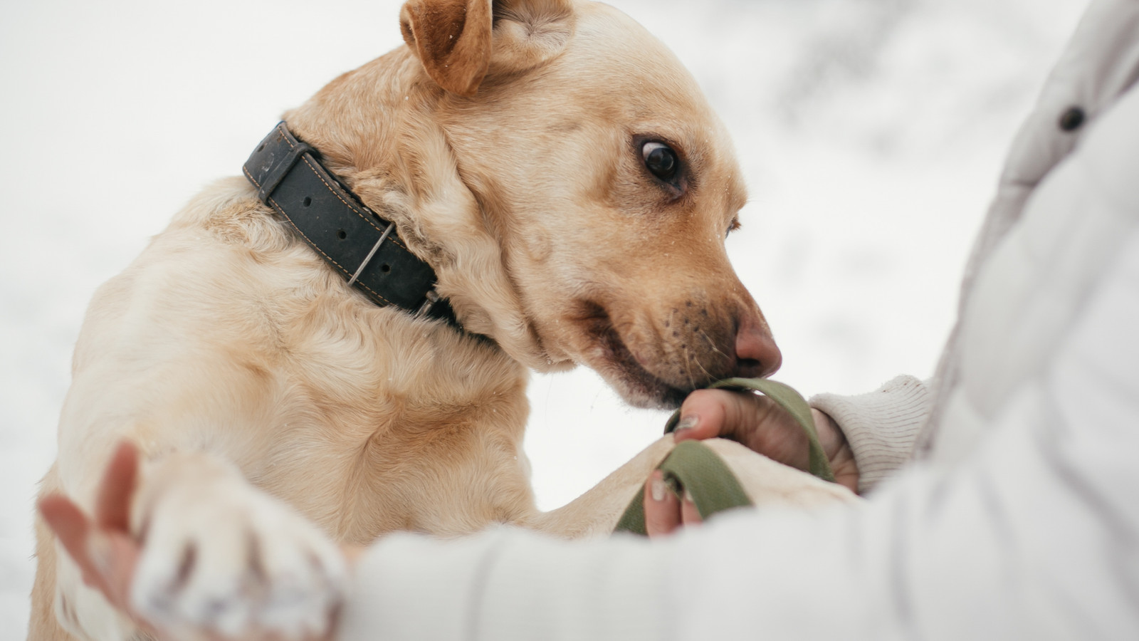 Animal-Rescue Pilot and Dog Killed in Small Plane Crash in Catskill ...
