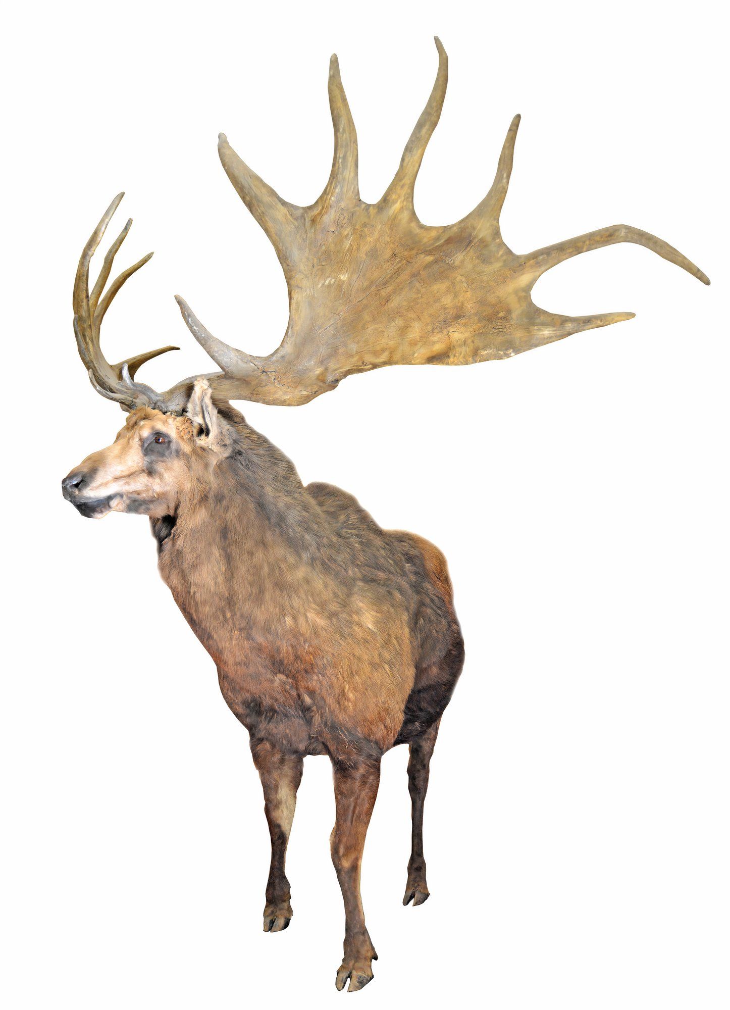 10 Incredible Extinct Creatures That Once Dominated Earth