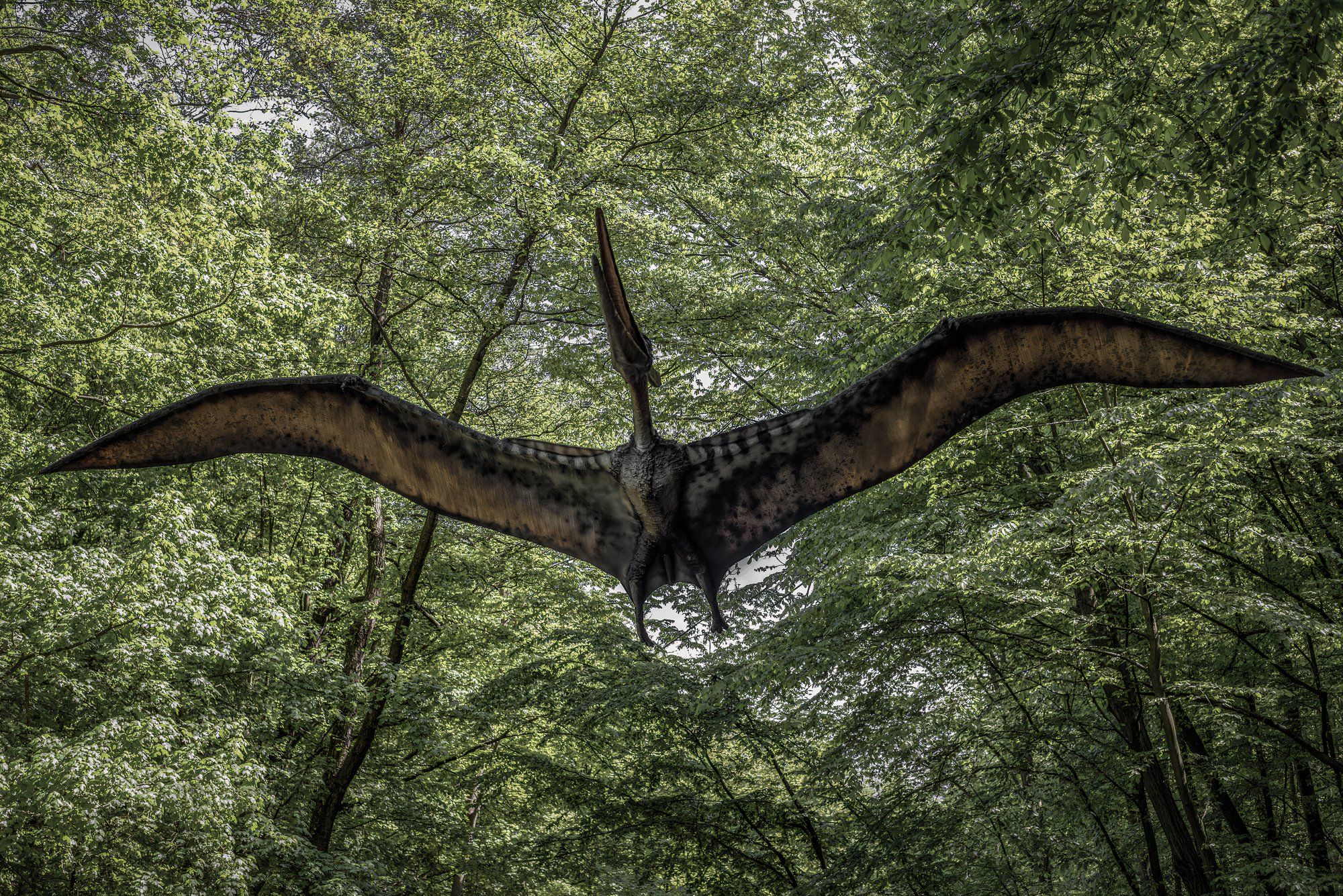 The Mystery Of Flying Dinosaurs Has Finally Been Solved