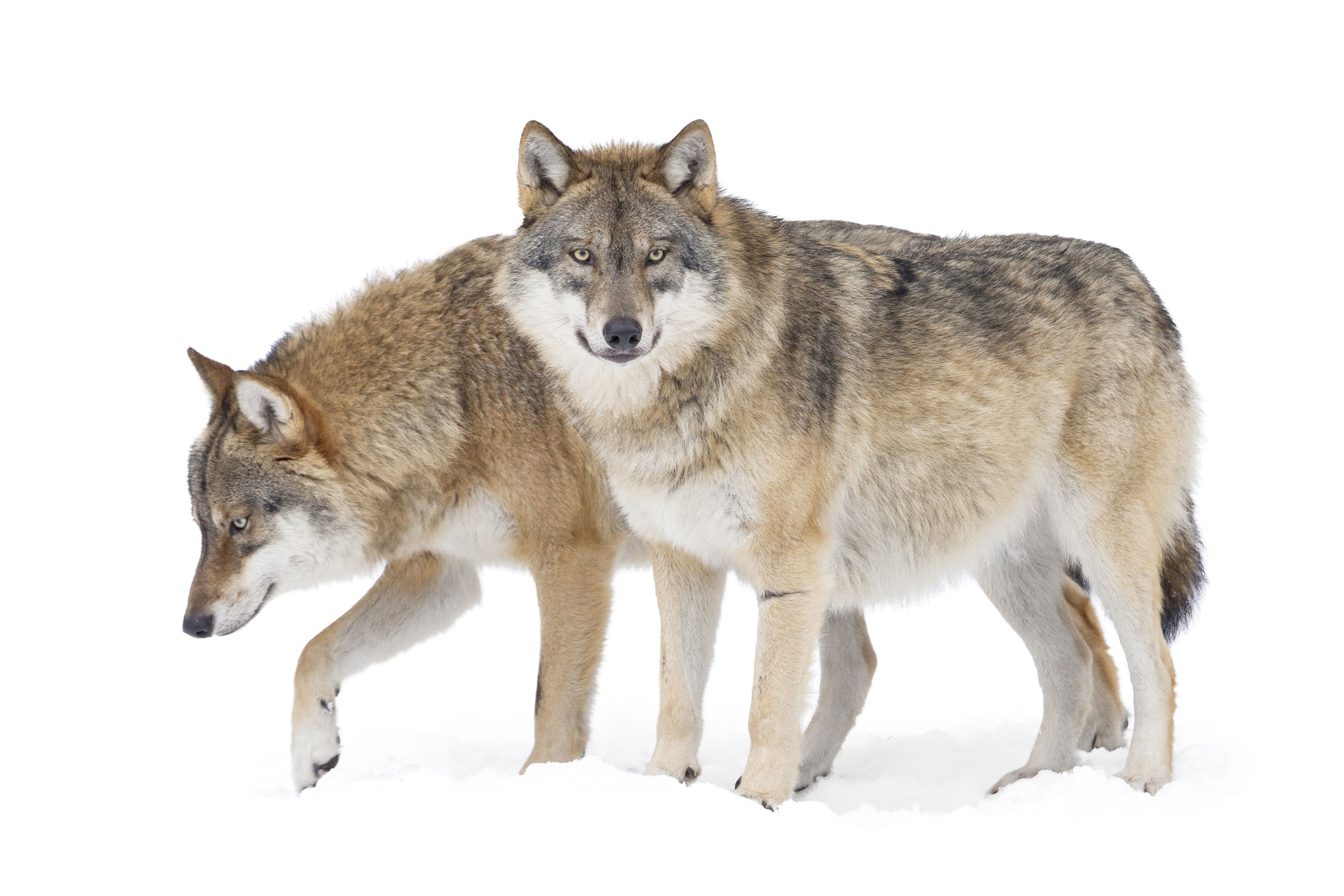 7 Places You Can See Real Wolves In America
