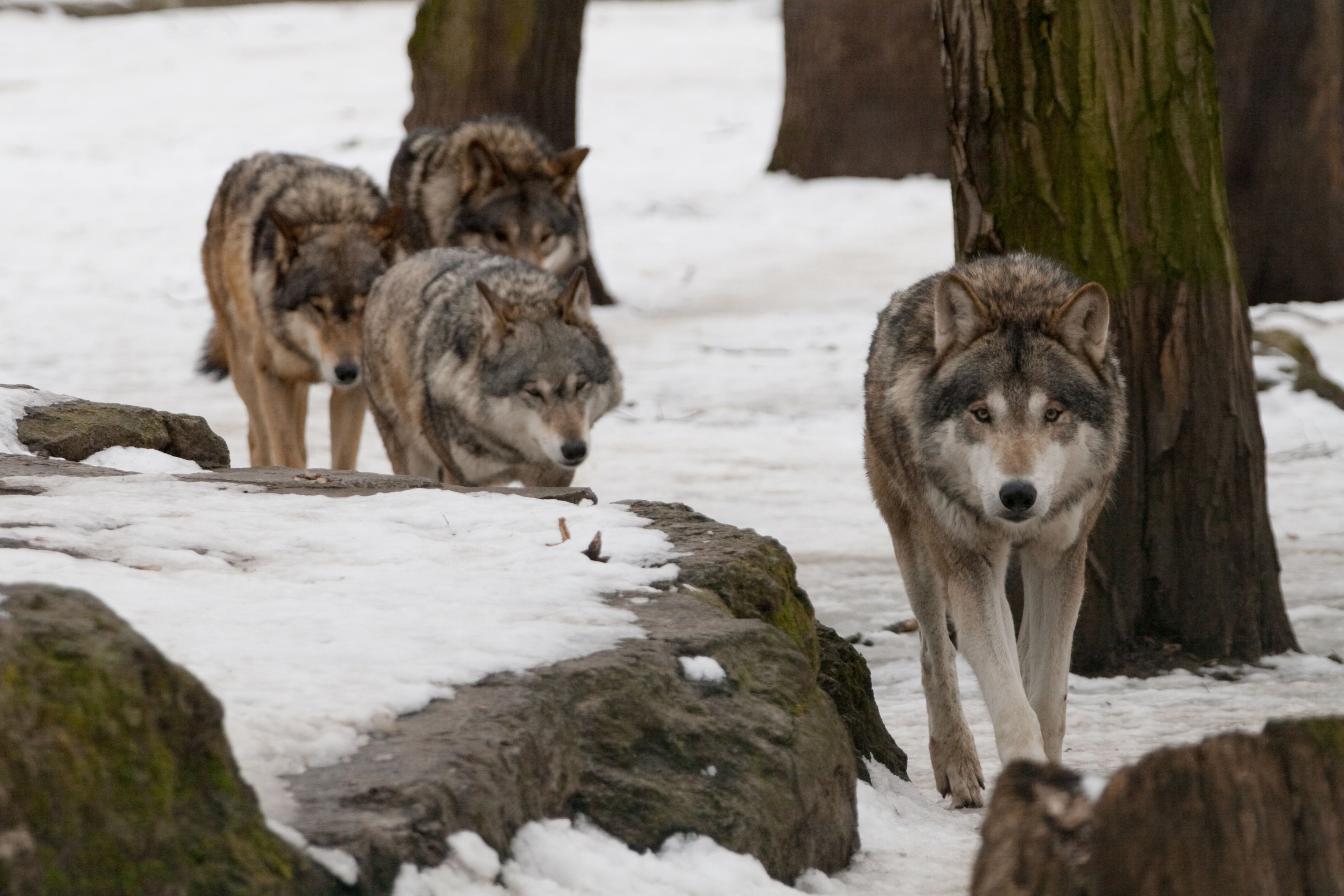 7 Places You Can See Real Wolves In America