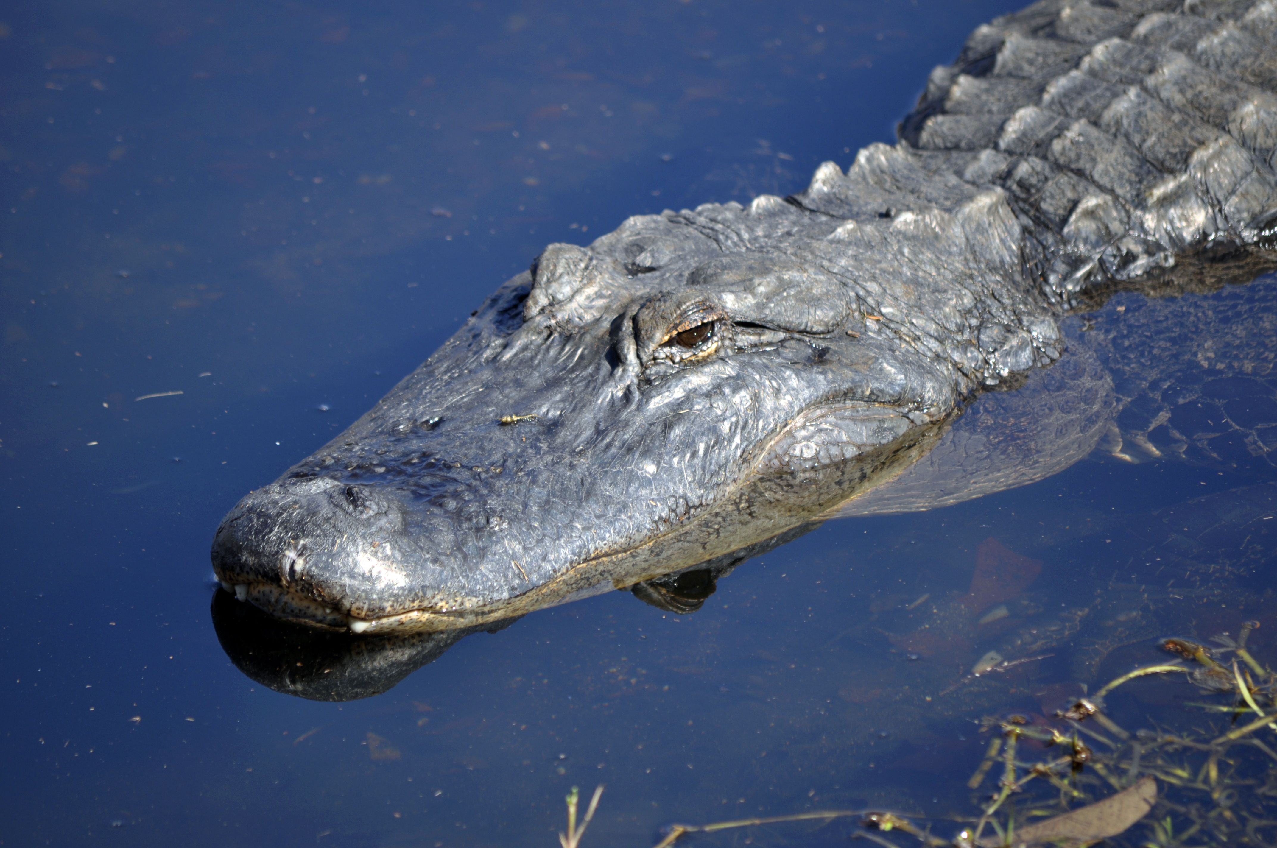 The Biggest Alligator Ever Found Was In This Surprising State (& It's ...