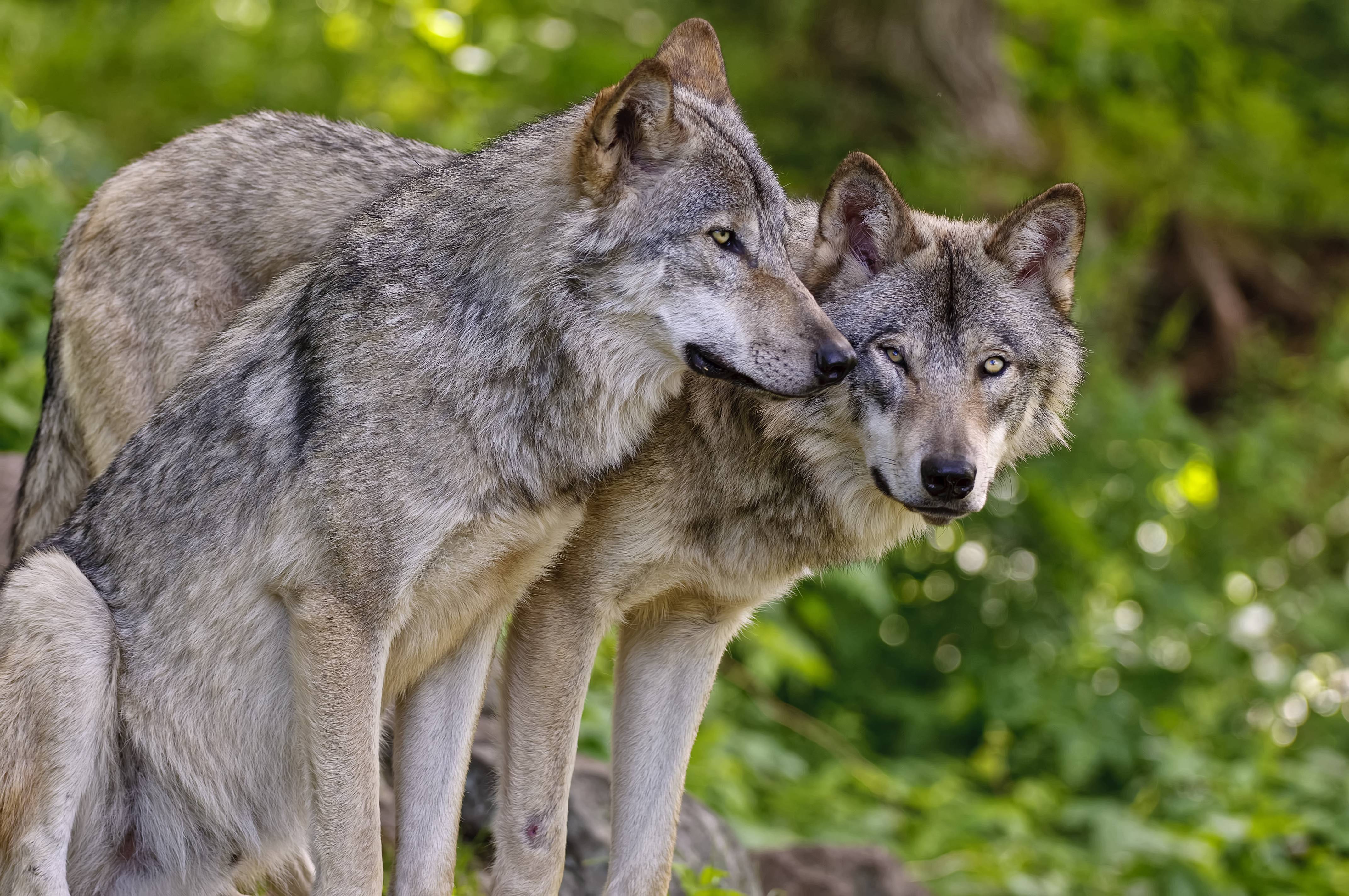 Wolves Real Photos 7 Places You Can See Real Wolves In America