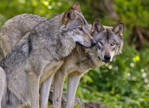 Dolan Wolves 7 Places You Can See Real Wolves In America
