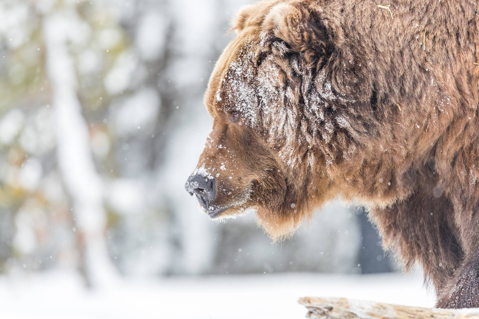 Grizzly bear with snow on its face in Yellowstone National Park