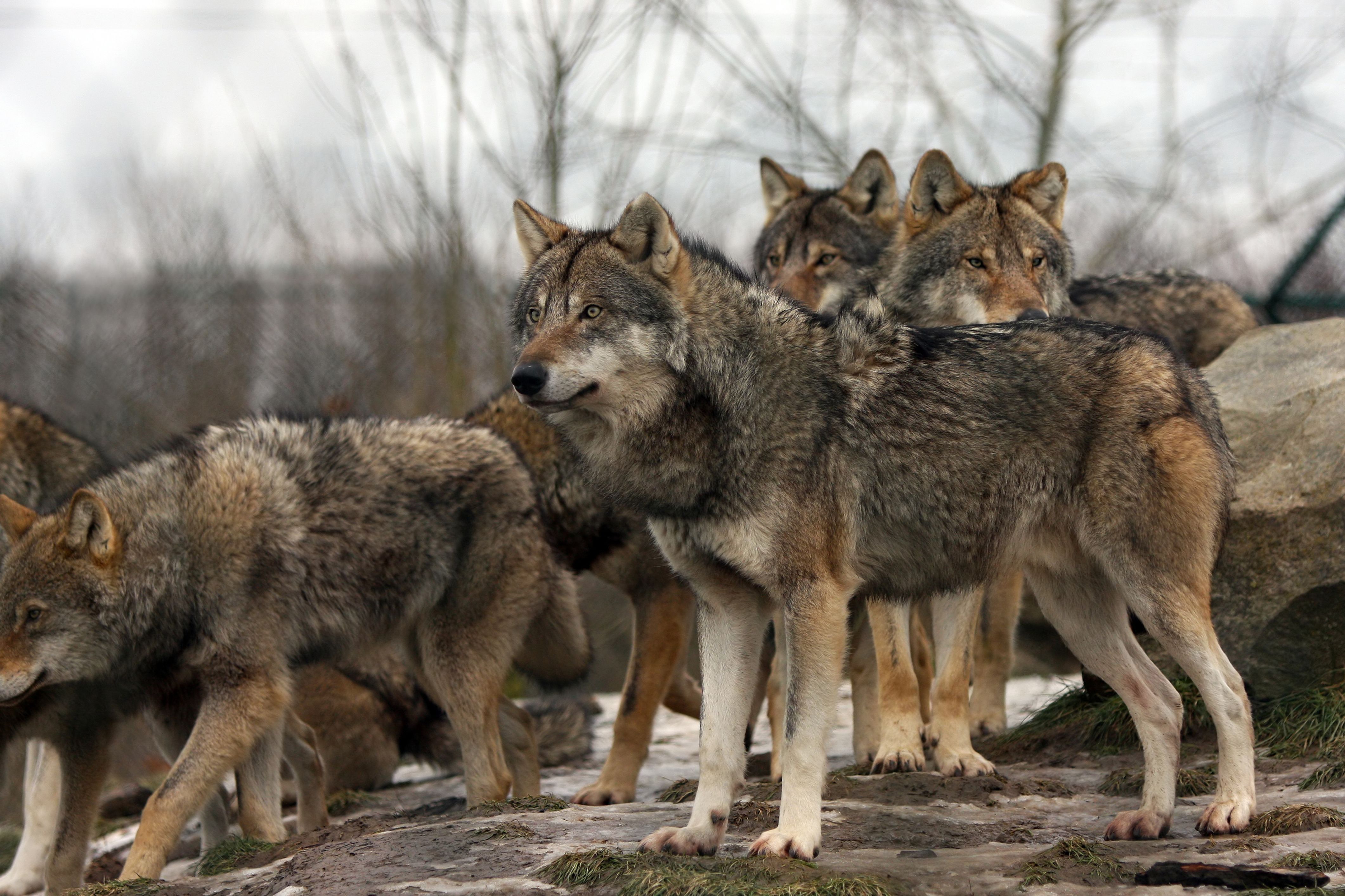 7 Places You Can See Real Wolves In America