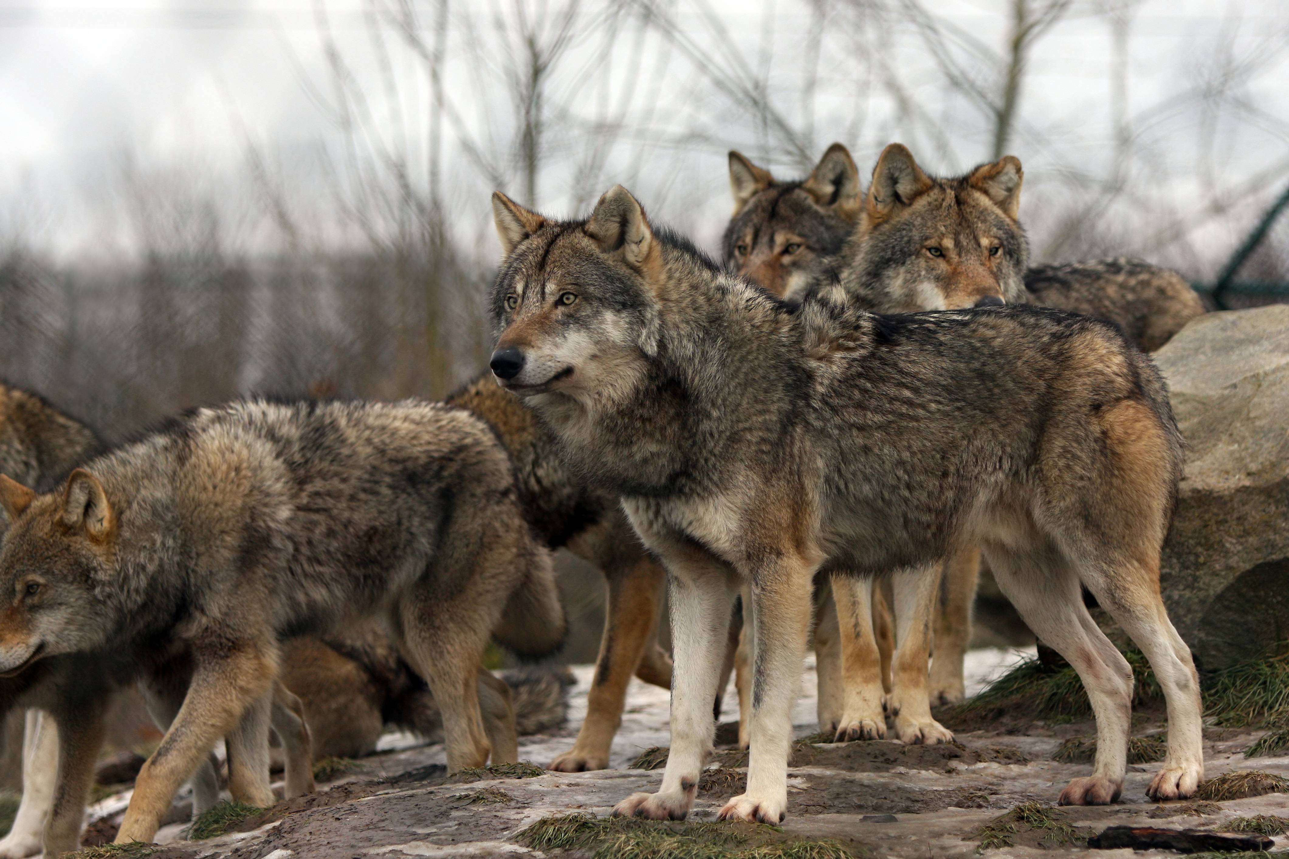 Meridian Wolves 7 Places You Can See Real Wolves In America