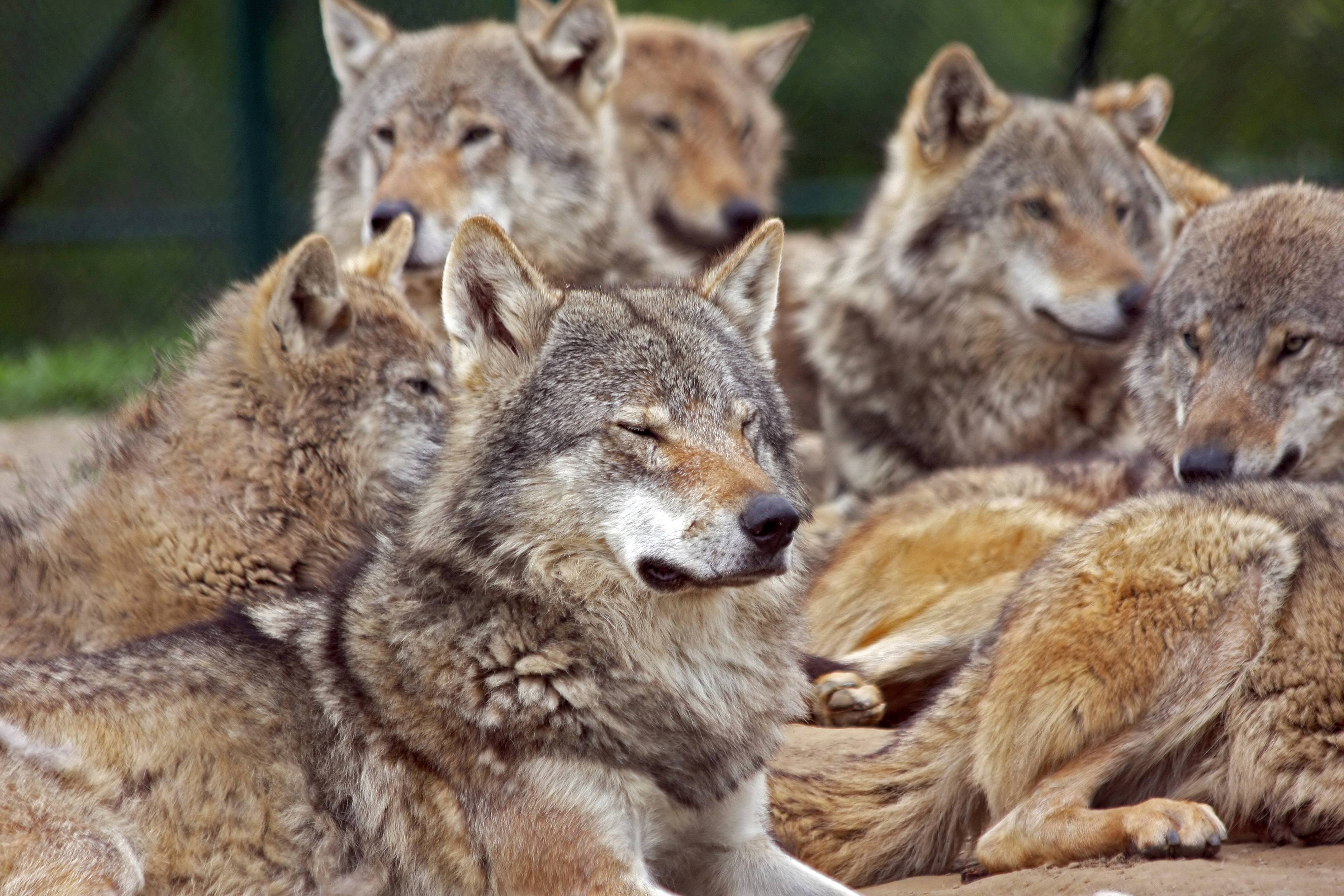 Wolves Real Photos 7 Places You Can See Real Wolves In America