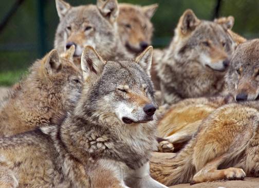 Parachuting Wolves 7 Places You Can See Real Wolves In America