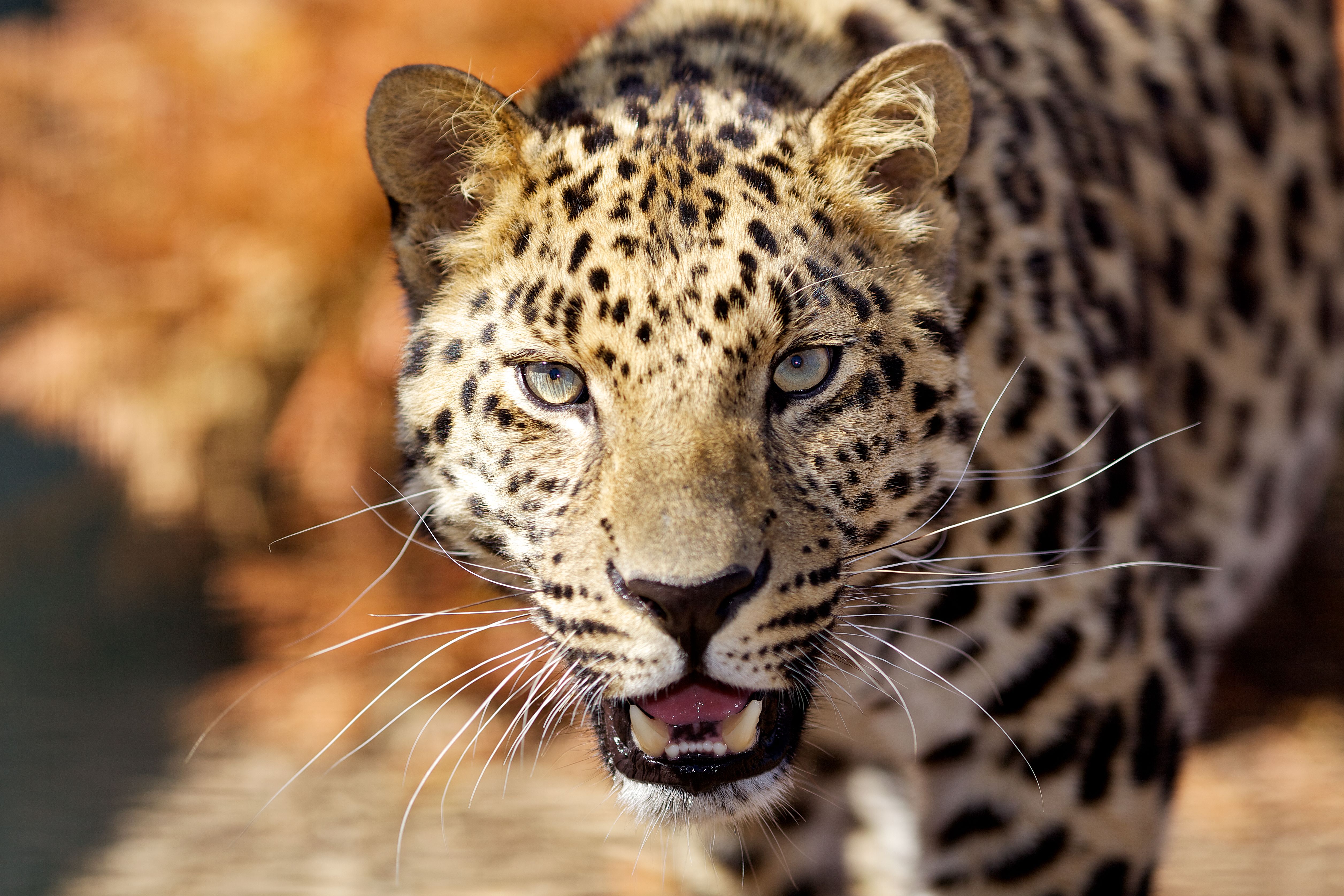 8 Extinct Creatures That Might Actually Still Exist