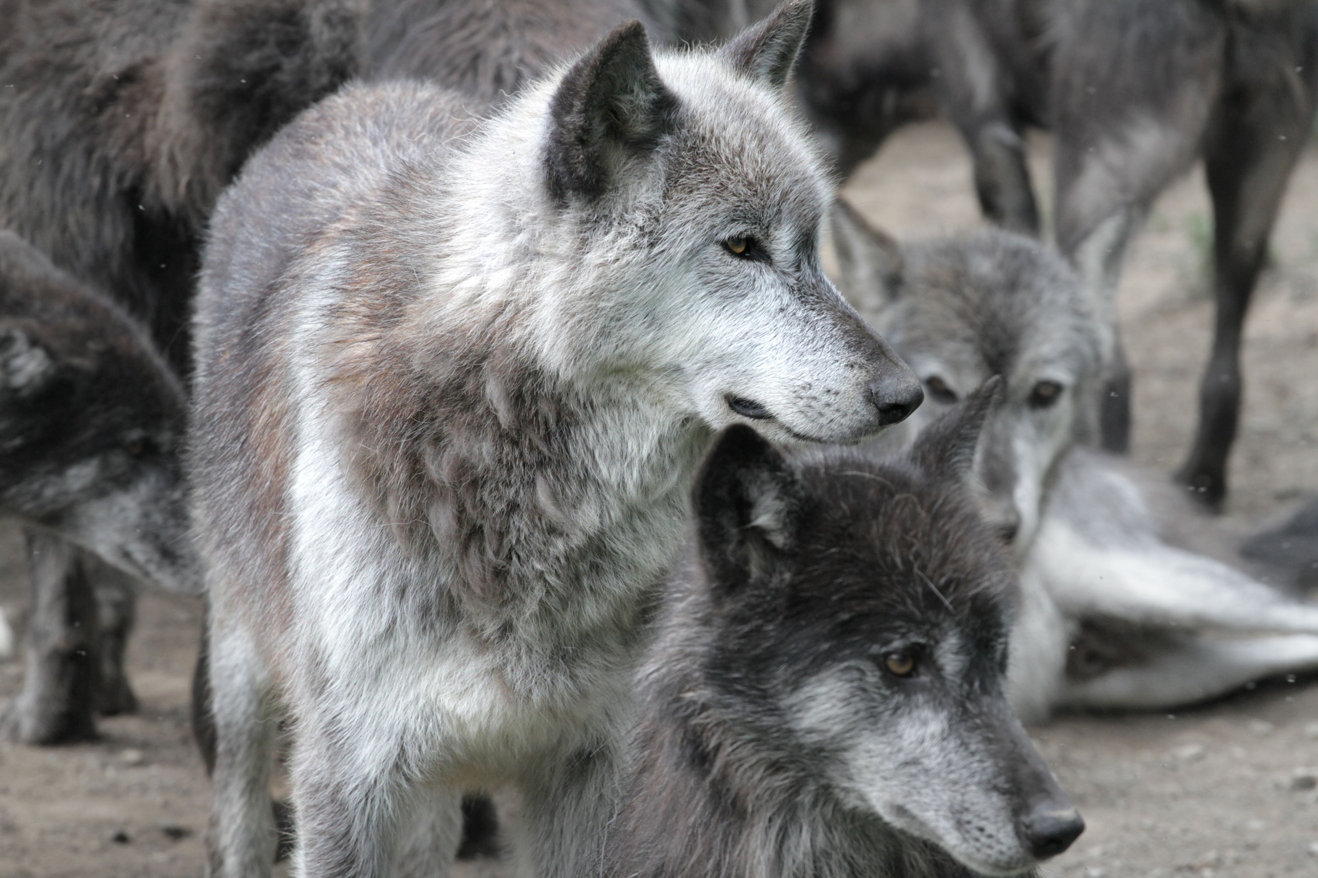 7 Places You Can See Real Wolves In America