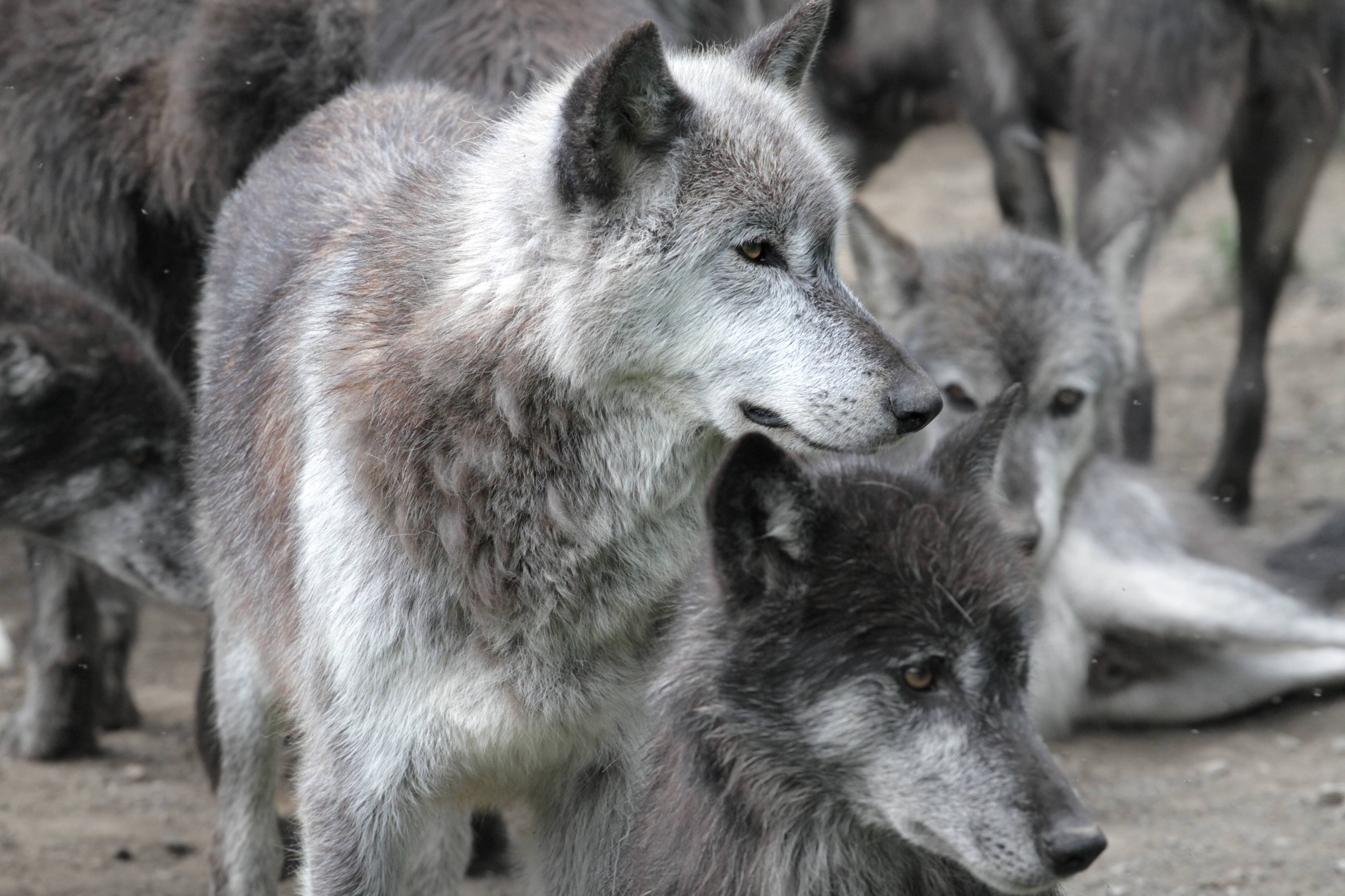 Wolves Roughhousing 7 Places You Can See Real Wolves In America