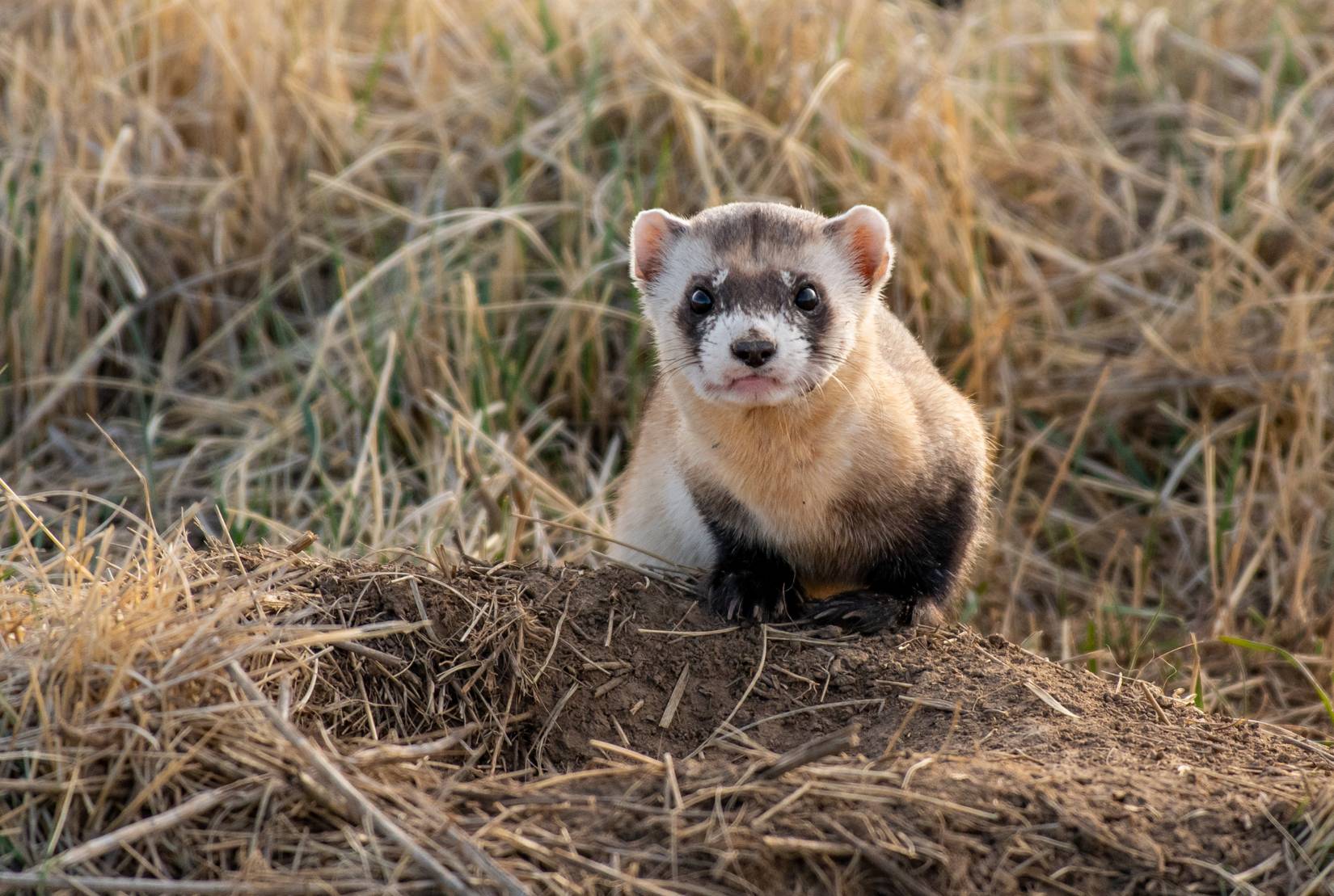 Black ferret of foot