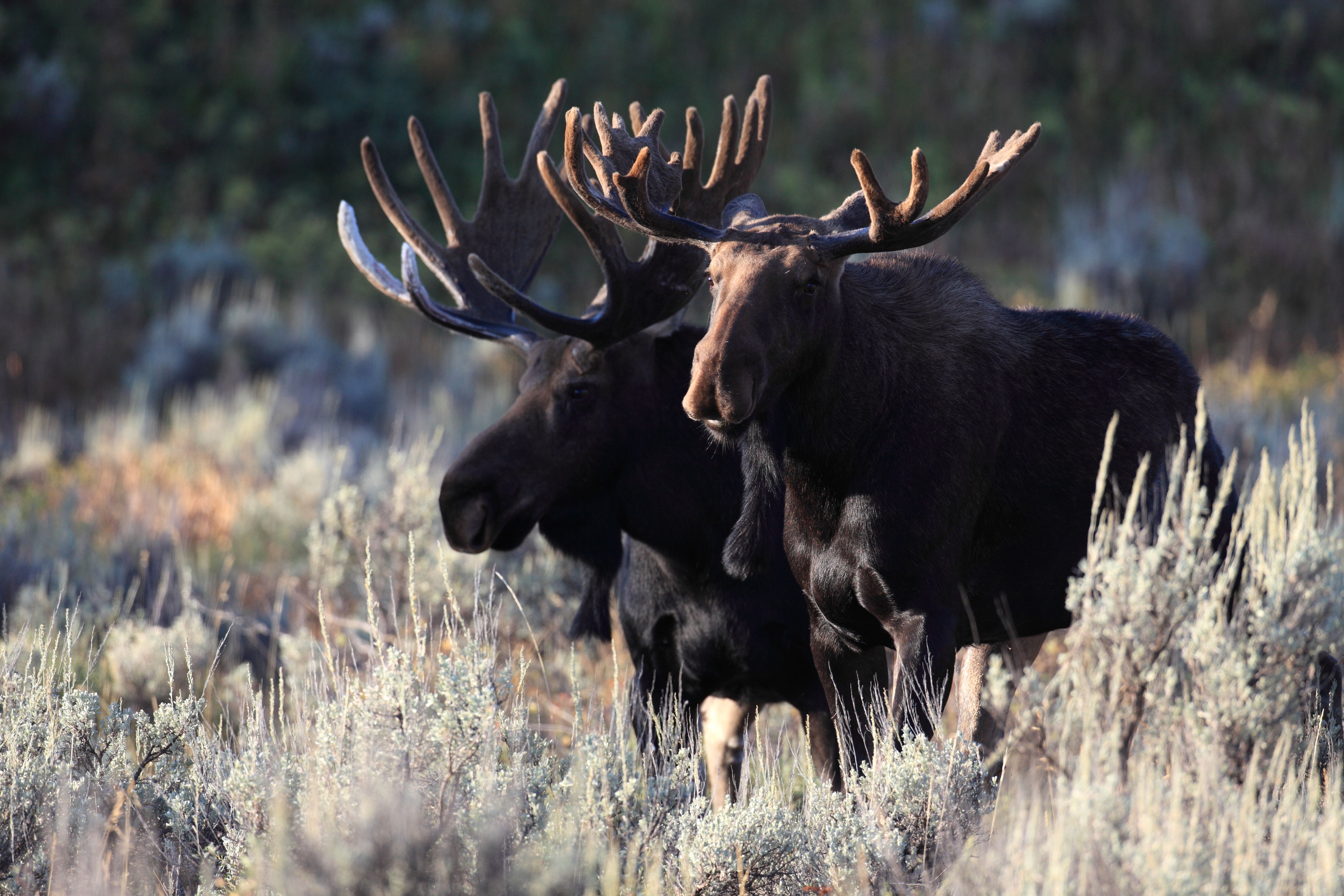 Majestic Moose Handles Snowstorm At Grand Teton National Park With Pure ...