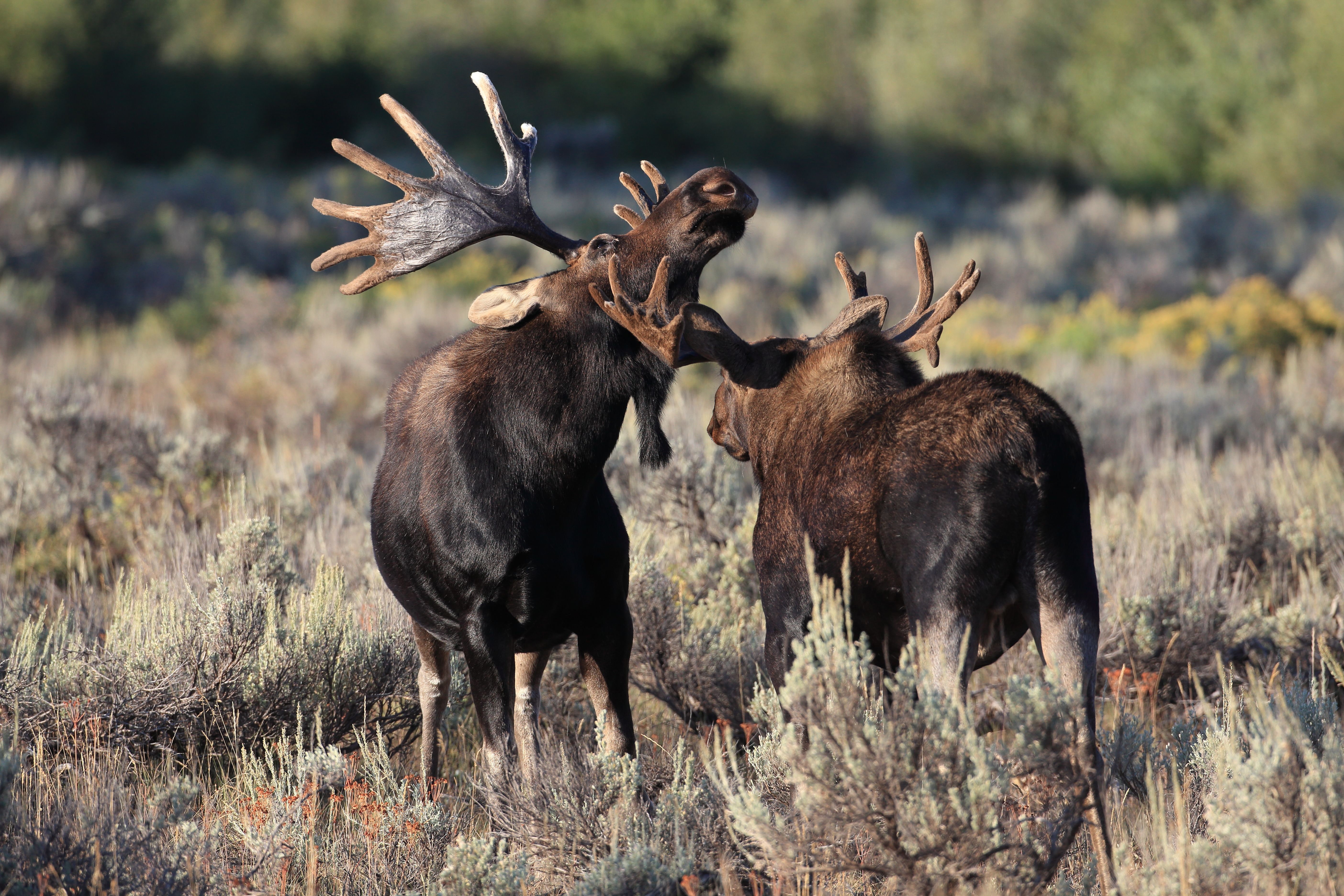 Majestic Moose Handles Snowstorm At Grand Teton National Park With Pure ...