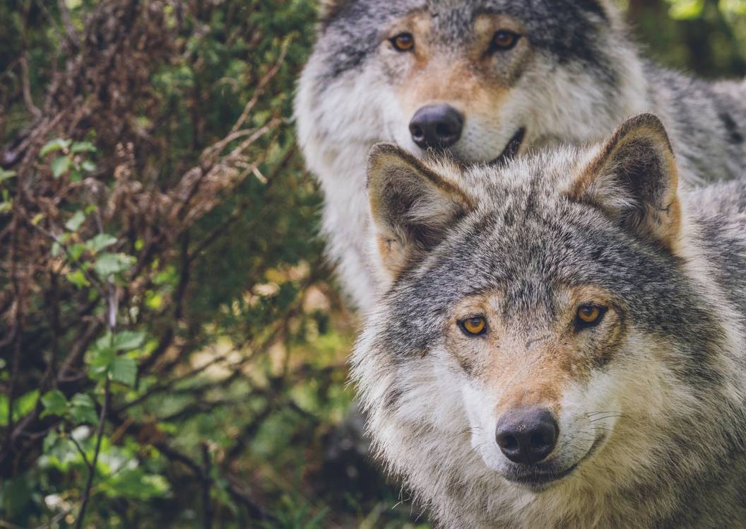 Wolves Real Photos 7 Places You Can See Real Wolves In America