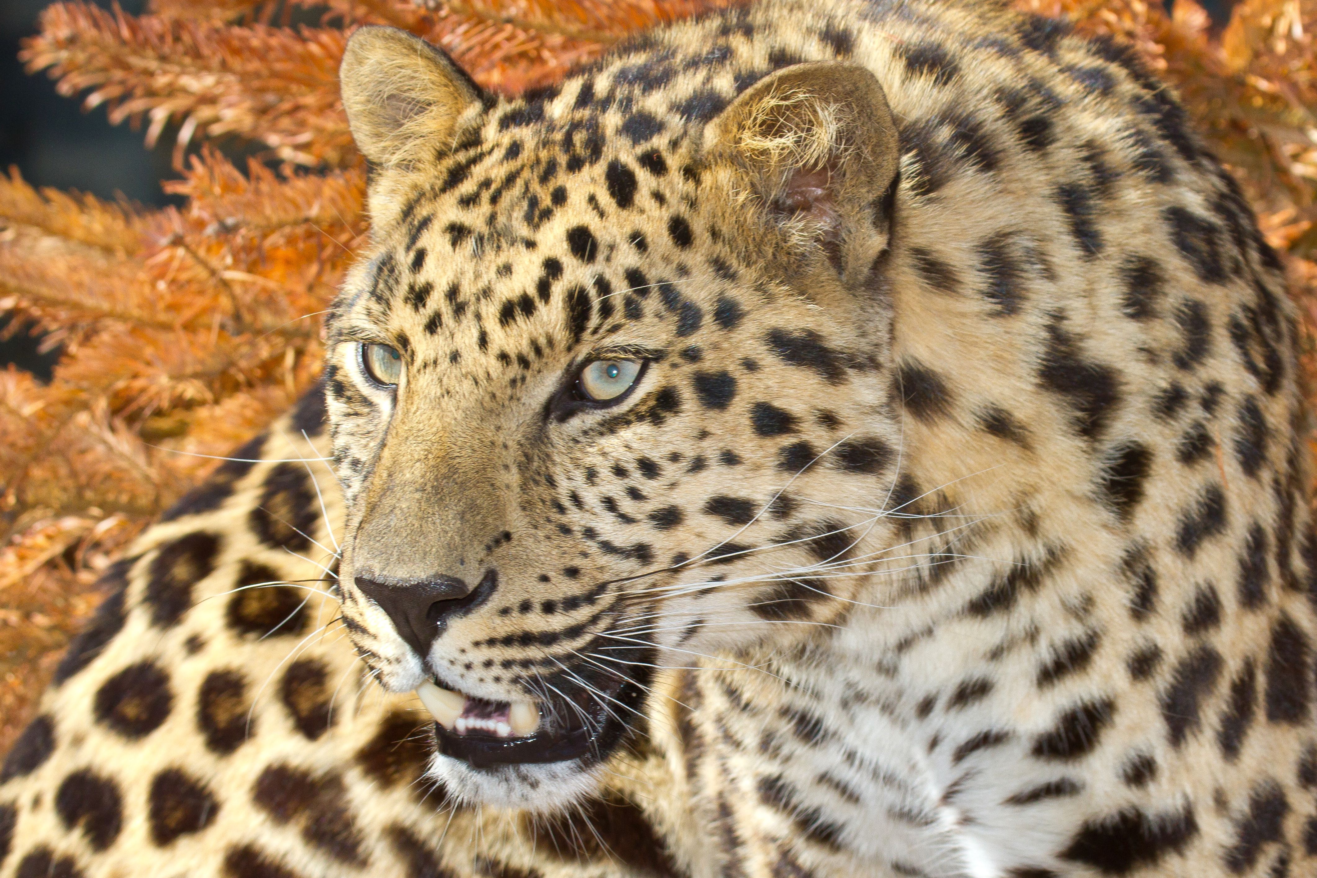 A Critically Endangered Animal Has Died At A California Zoo
