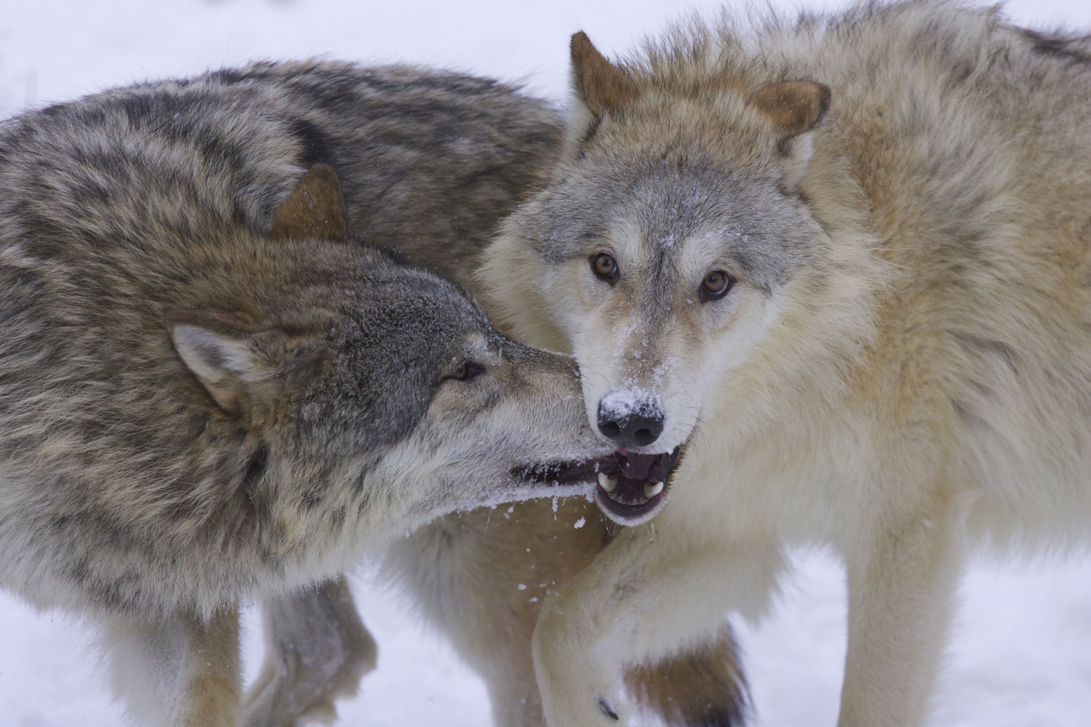 7 Places You Can See Real Wolves In America