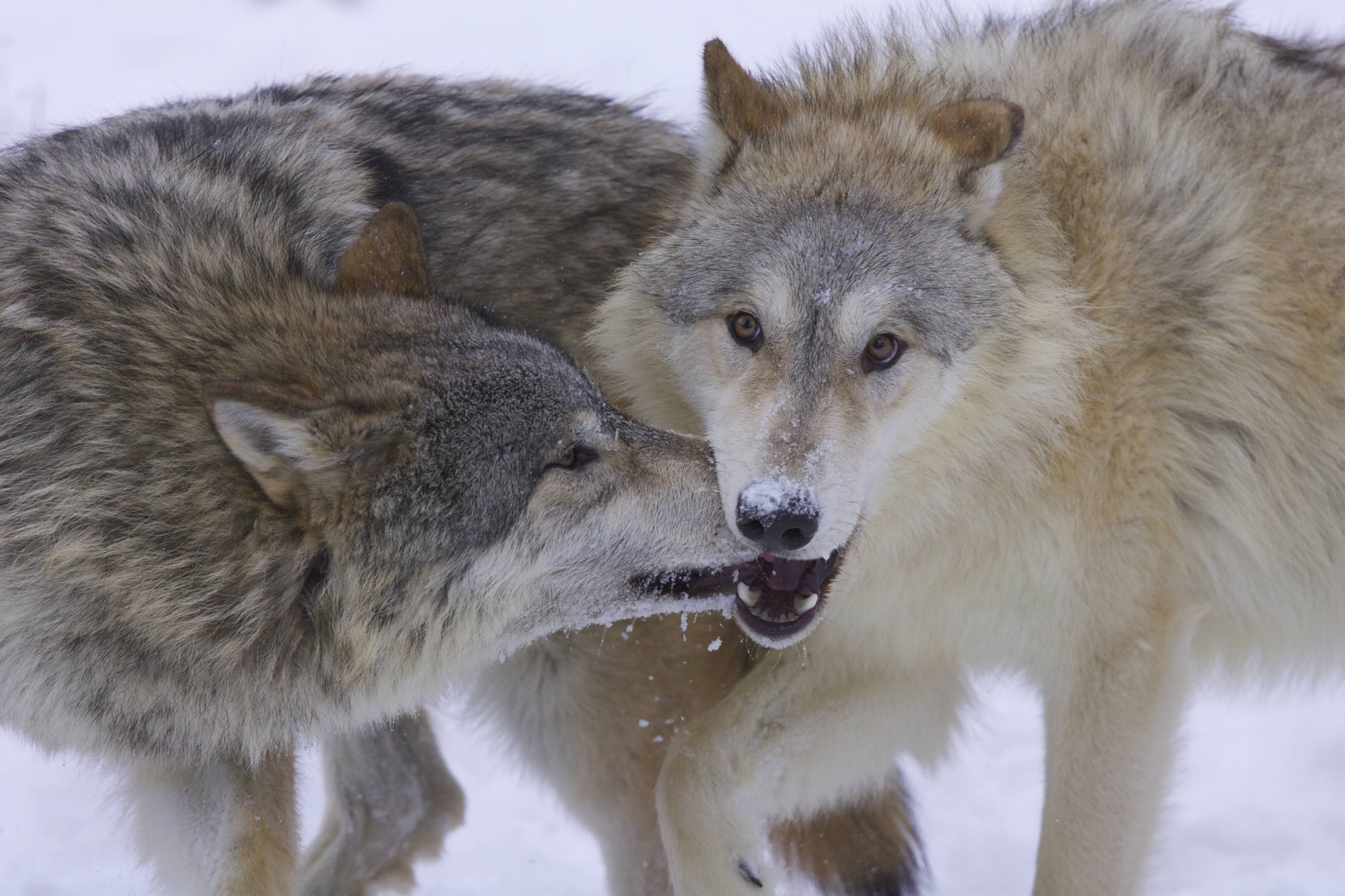 Wolves Real Photos 7 Places You Can See Real Wolves In America