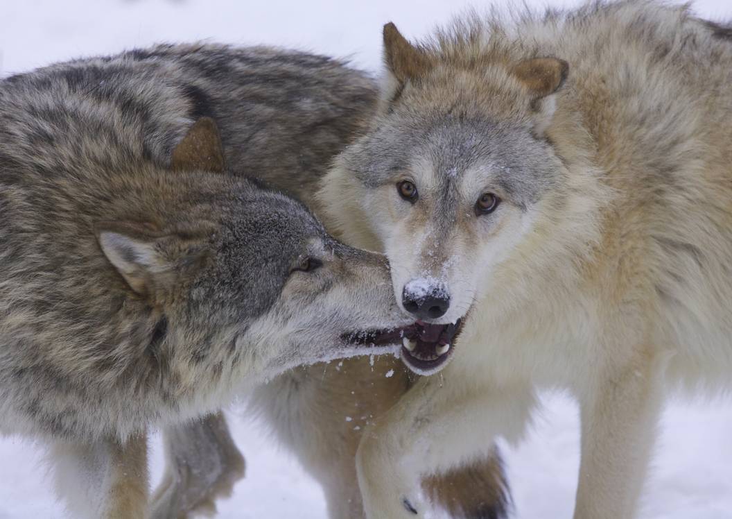 Chestnut Wolves Real 7 Places You Can See Real Wolves In America