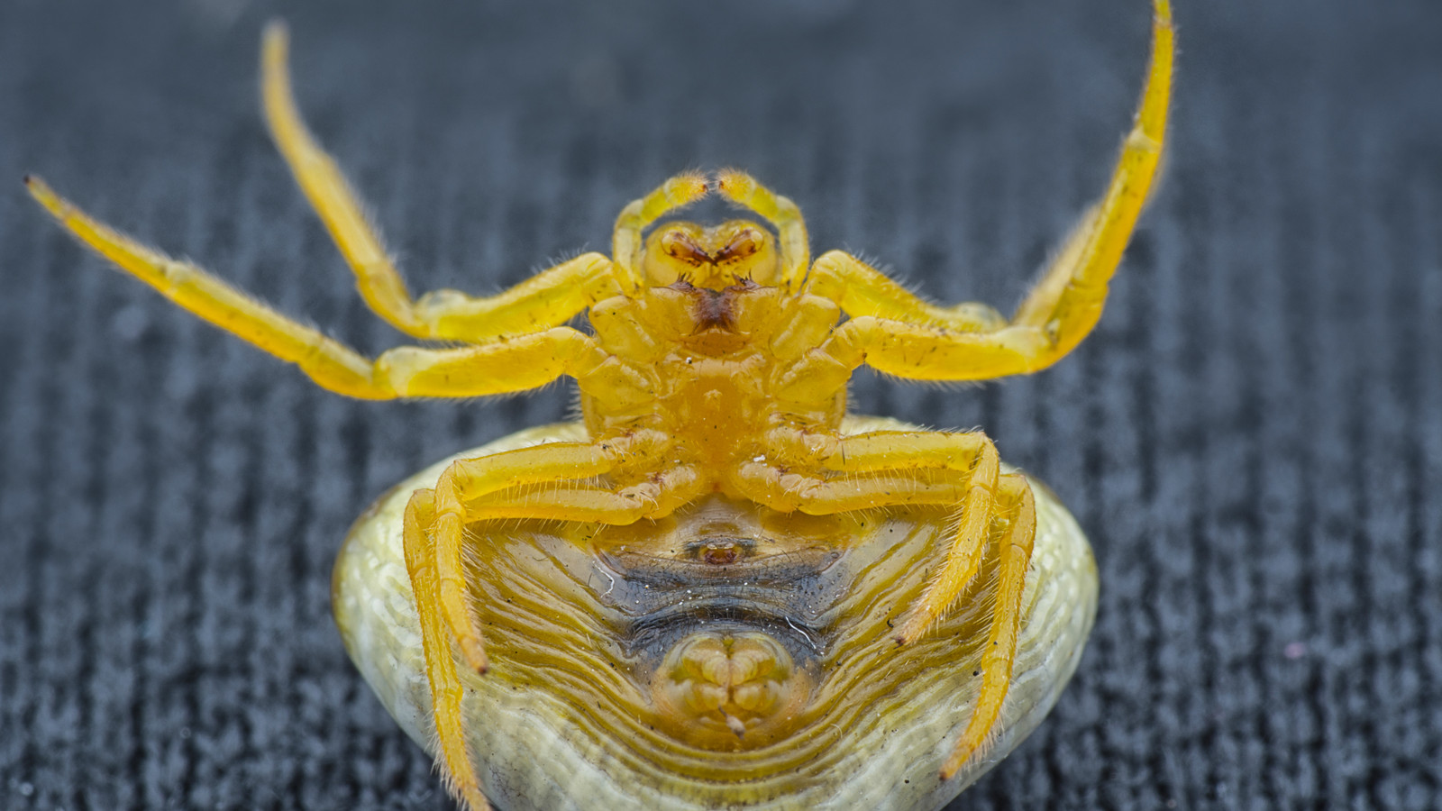 7 Strangest Animals Ever Discovered