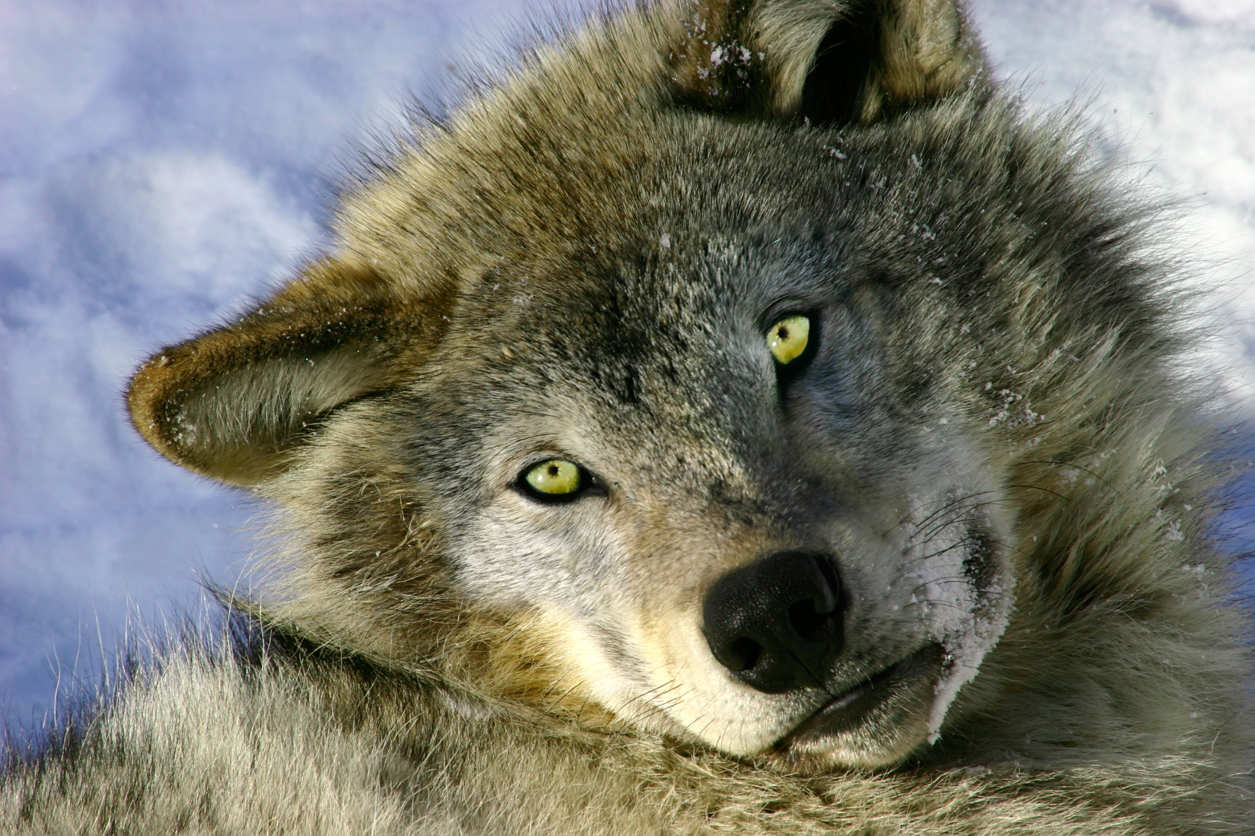 7 Places You Can See Real Wolves In America