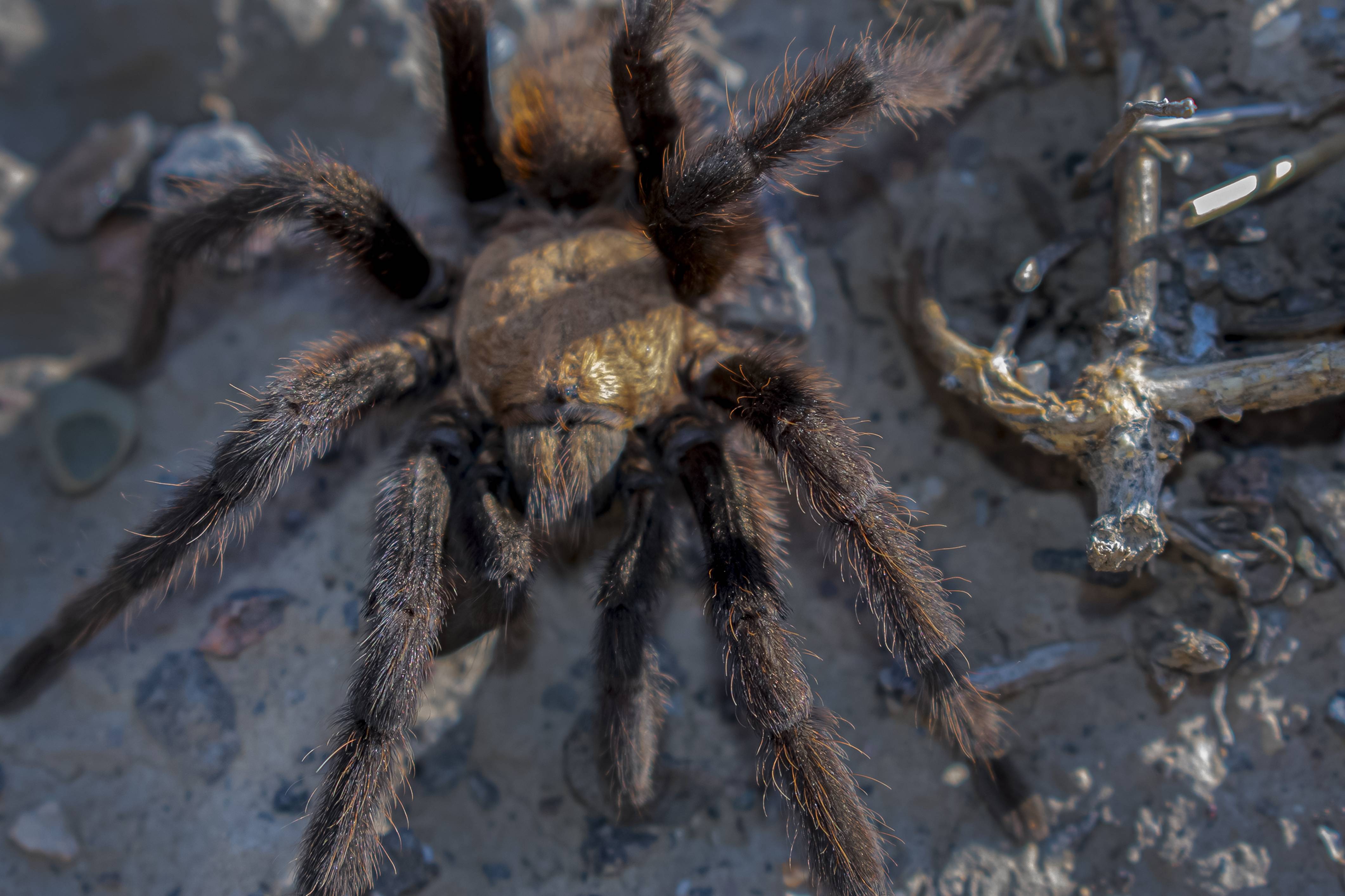 Texas Tan 8 Largest Spiders In America (& Where They're Found)