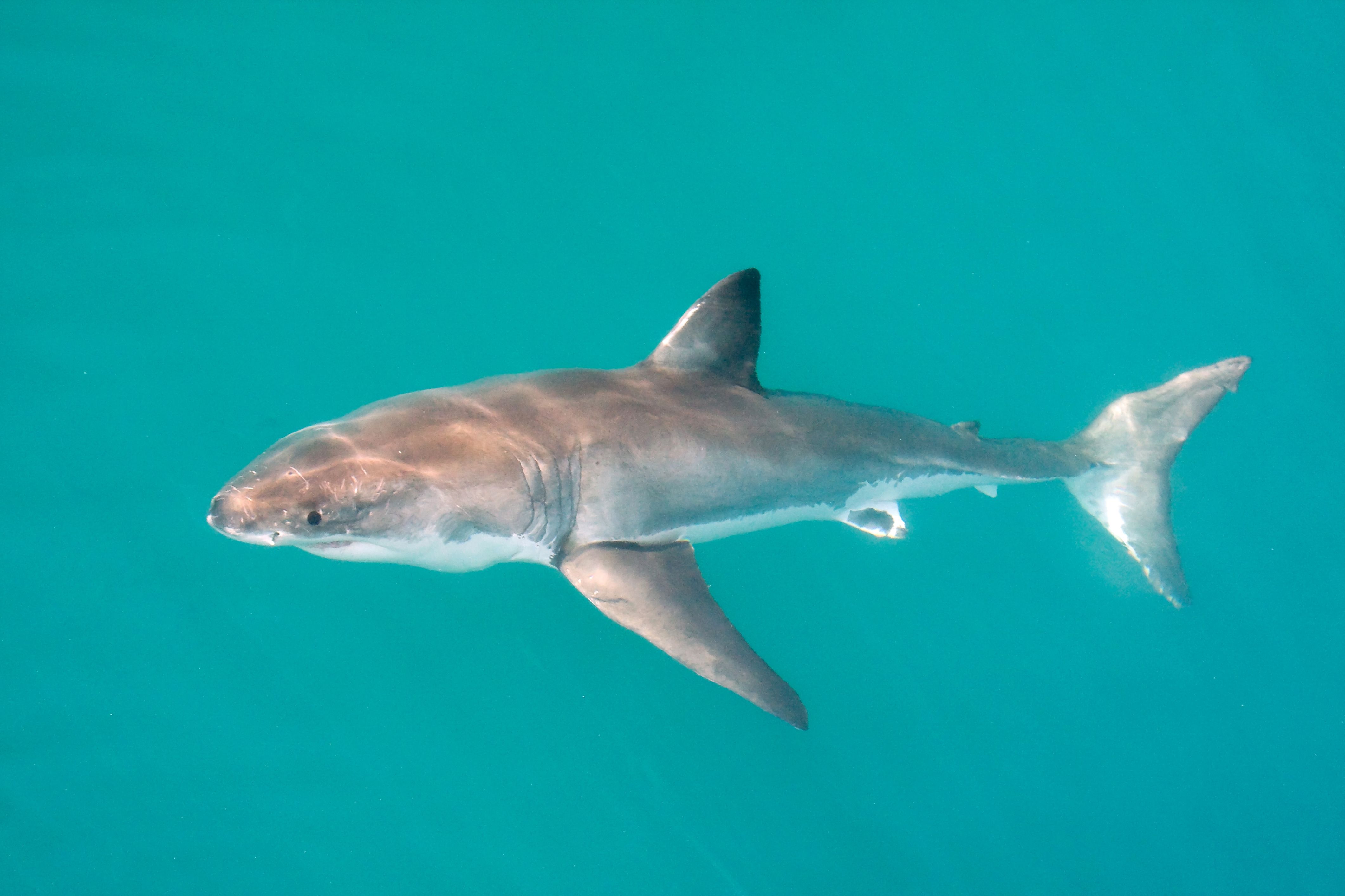 California May Have Had The First-Ever Baby Great White Shark Sighting