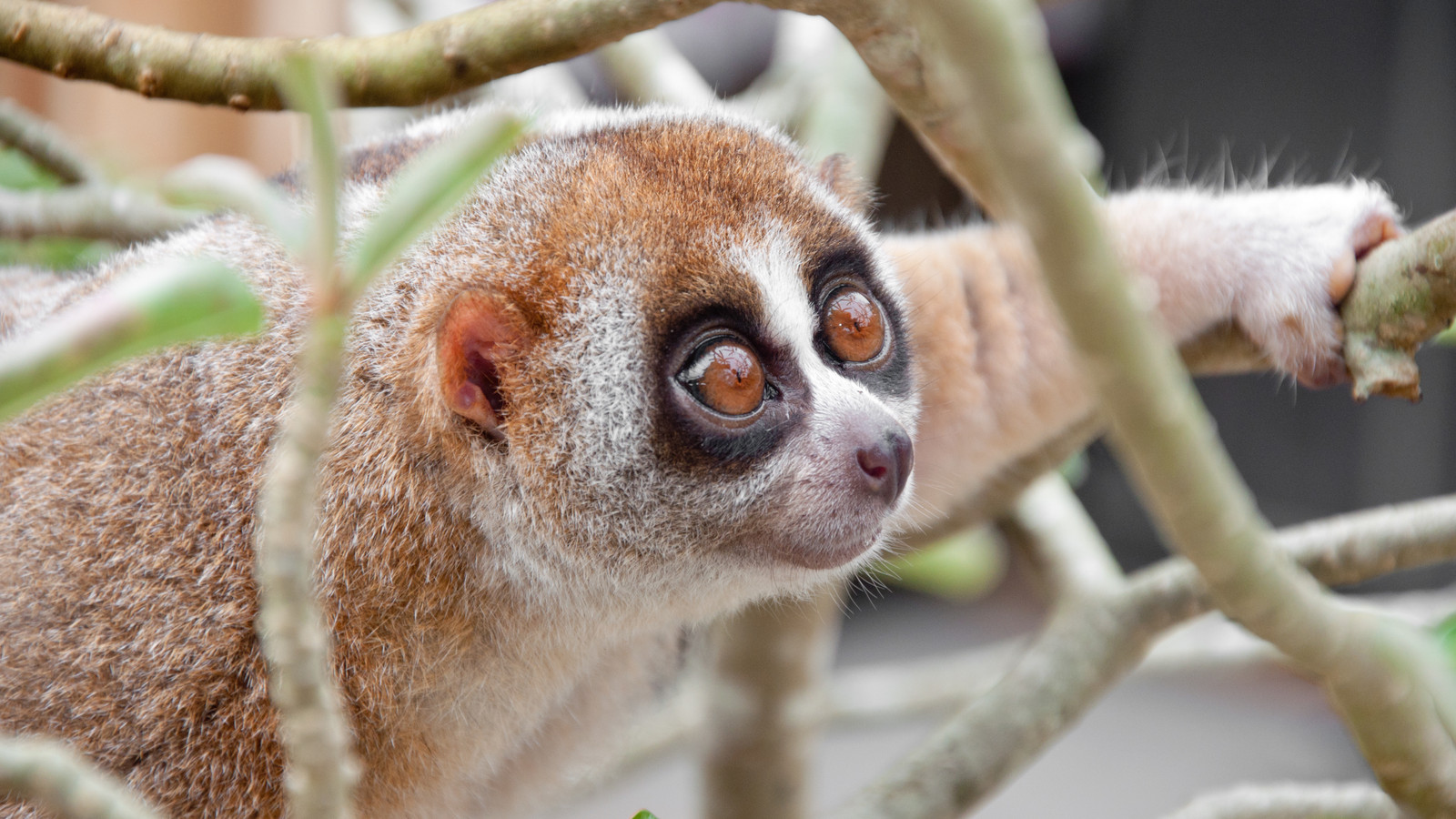 10 Animals You Wouldn't Think Are Poisonous (But Are)