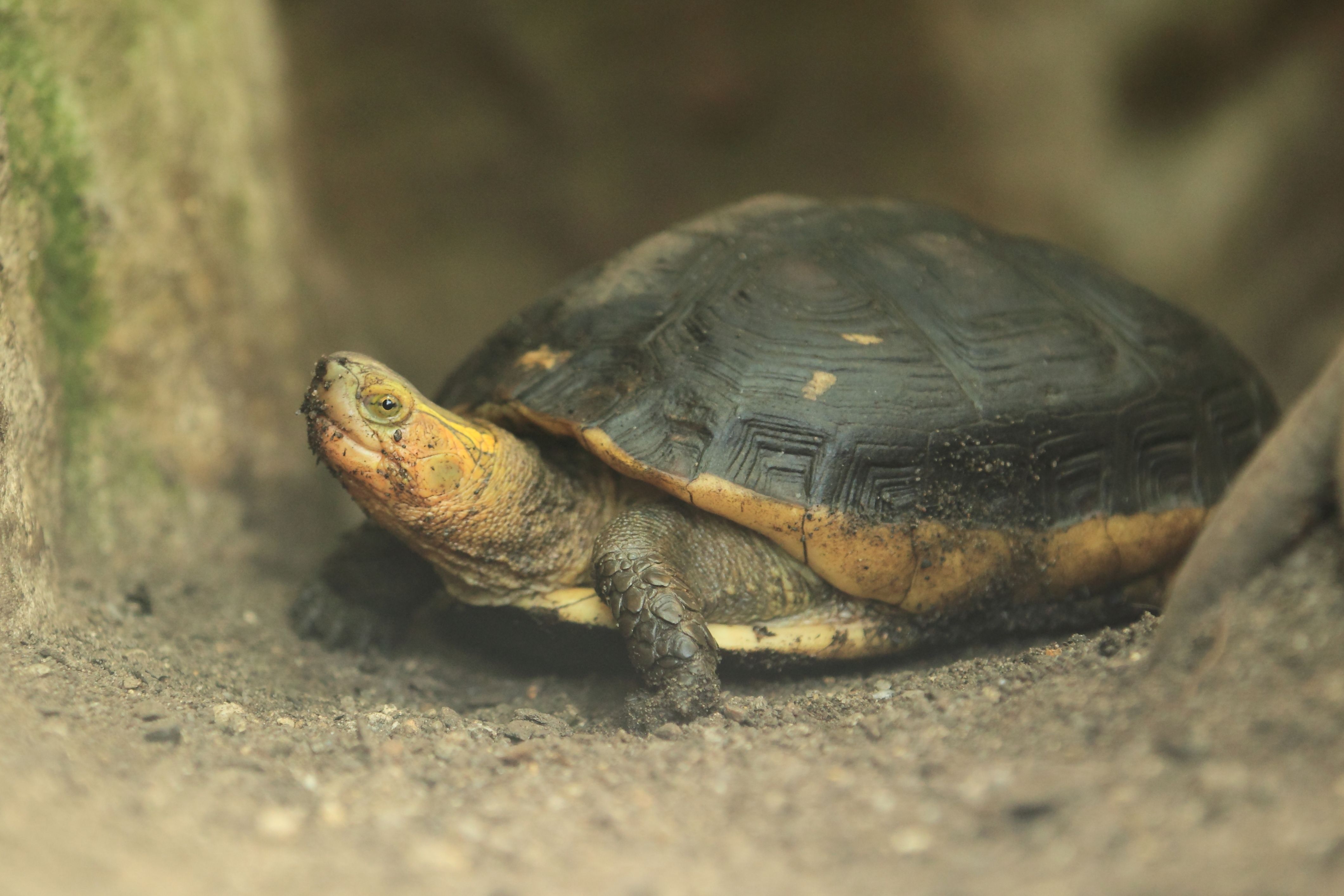 6 Critically Endangered Turtle Species (& Why You Should Care)