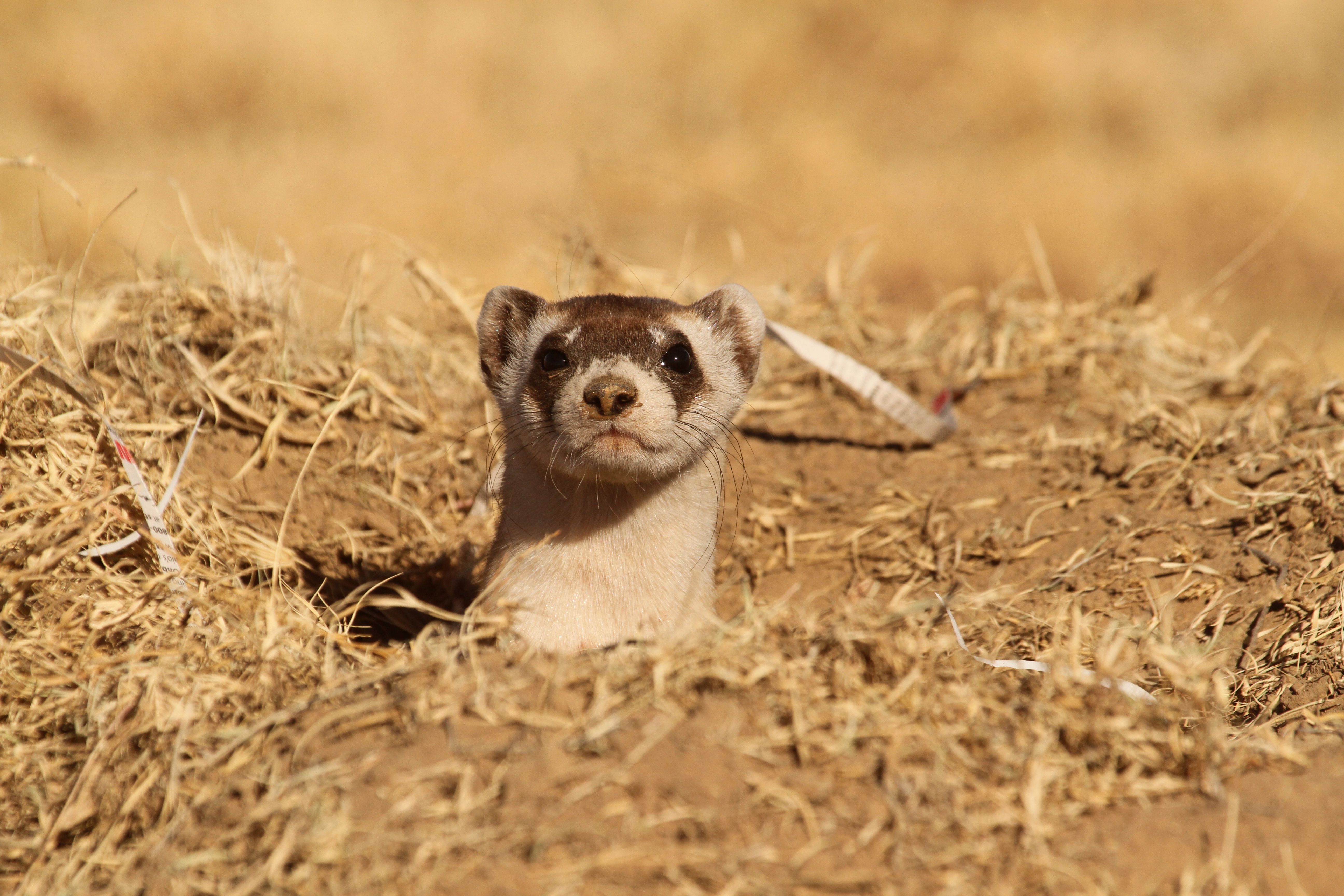 America's Only Native Ferret Was Thought Extinct—Until It Showed Up ...