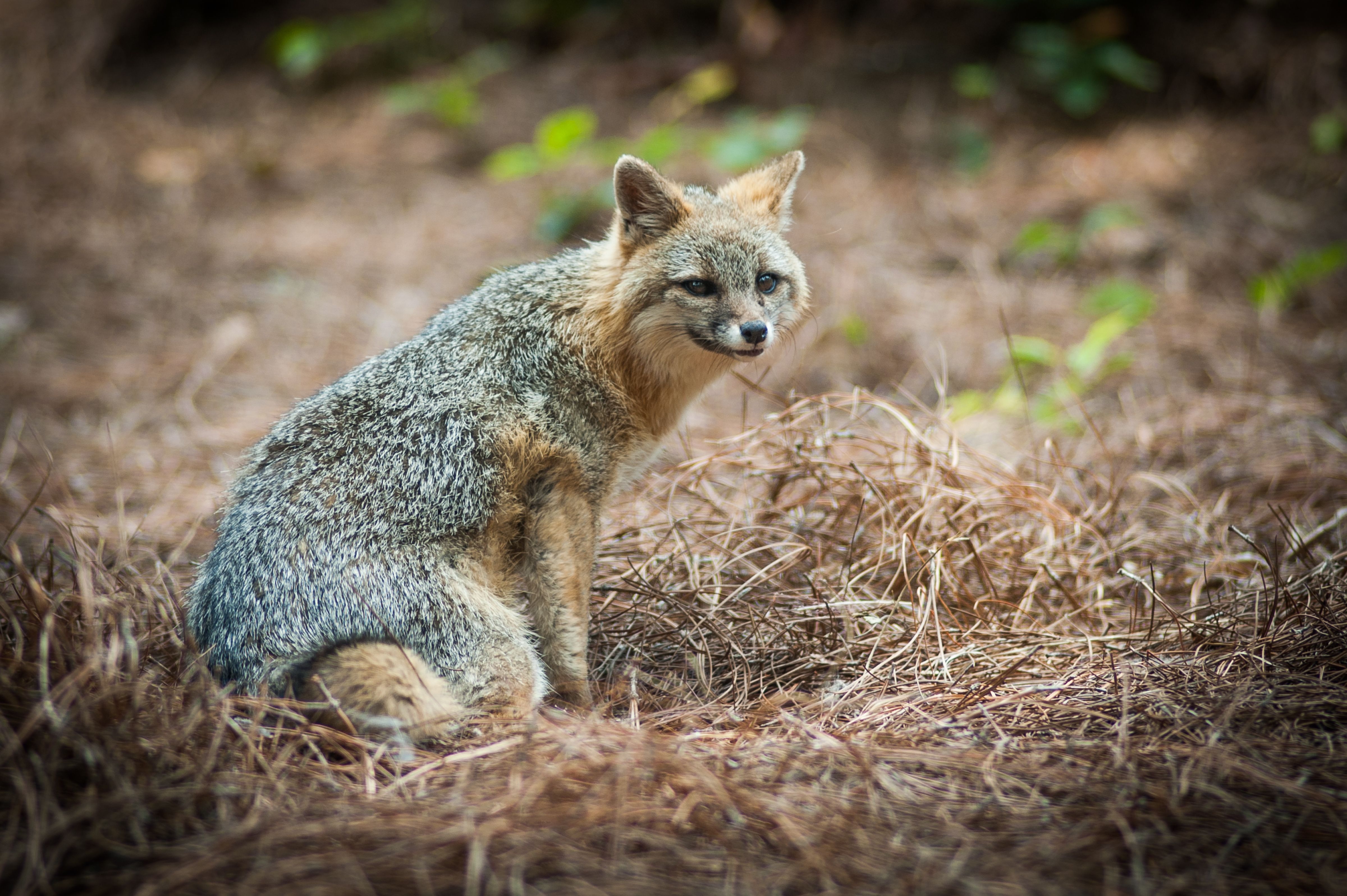 These 10 Wild Animals In The U.S. Can Carry Rabies