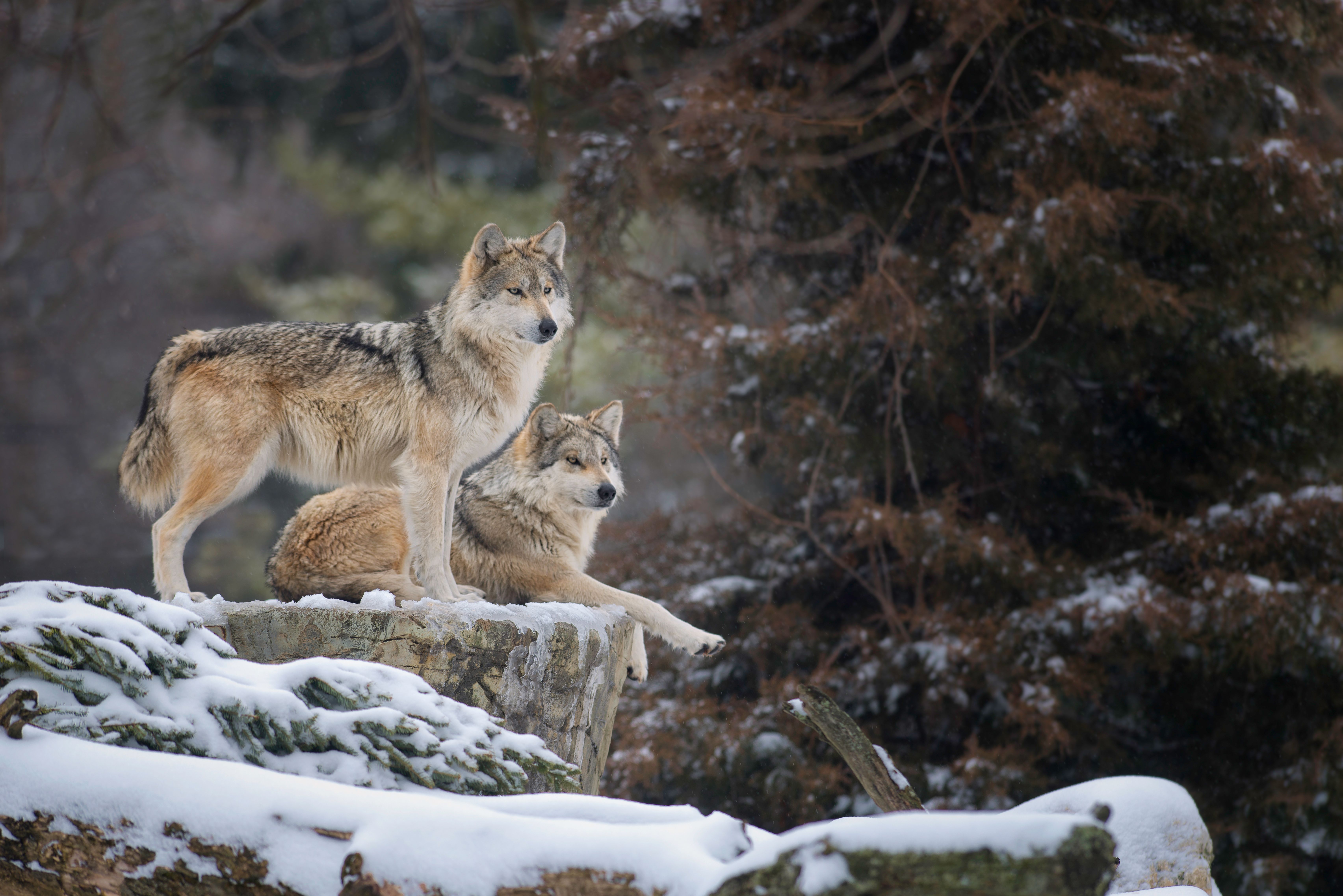 7 Places You Can See Real Wolves In America