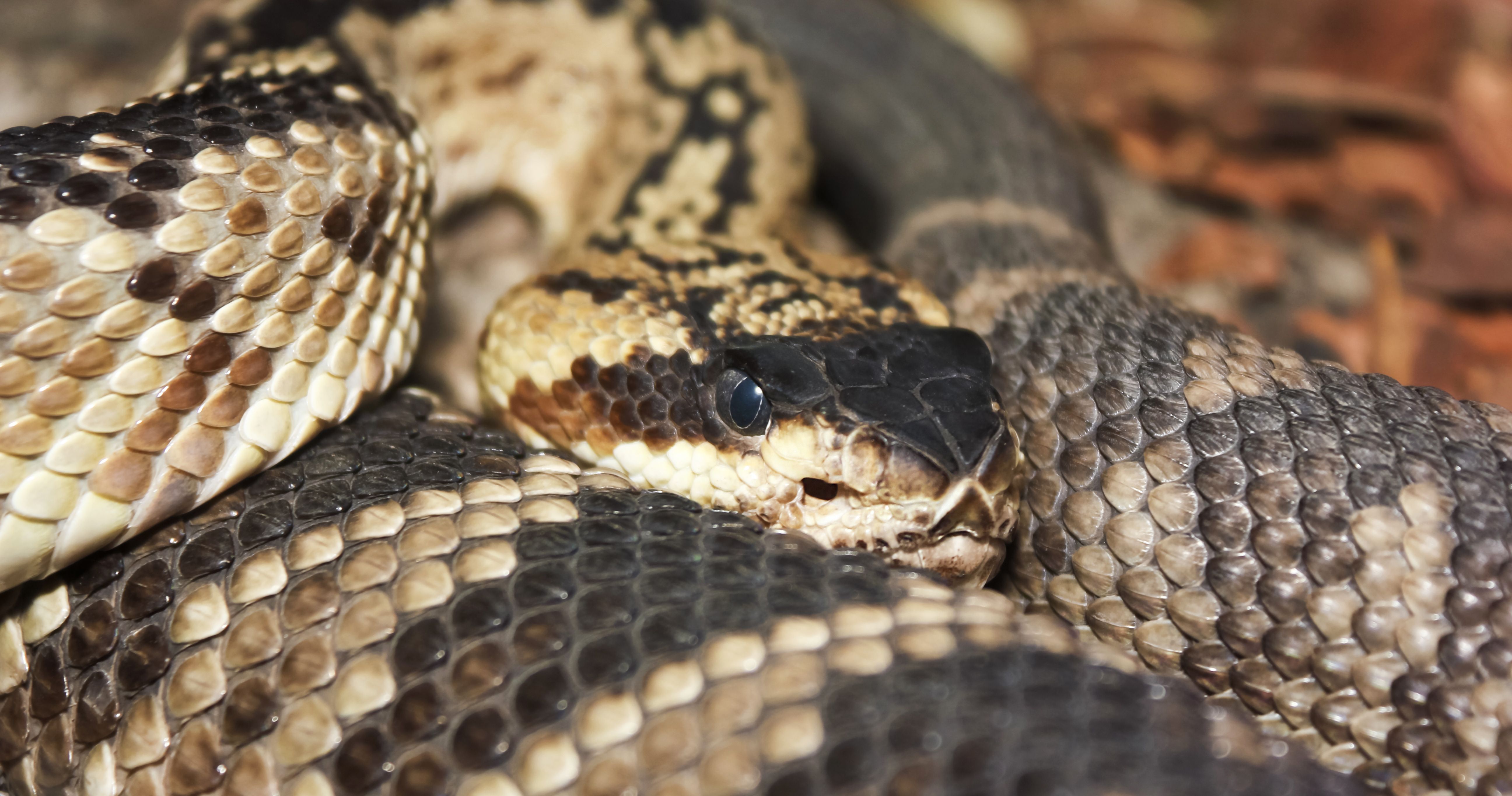 8 Most Venomous Snakes In The US (& Where They're Found)