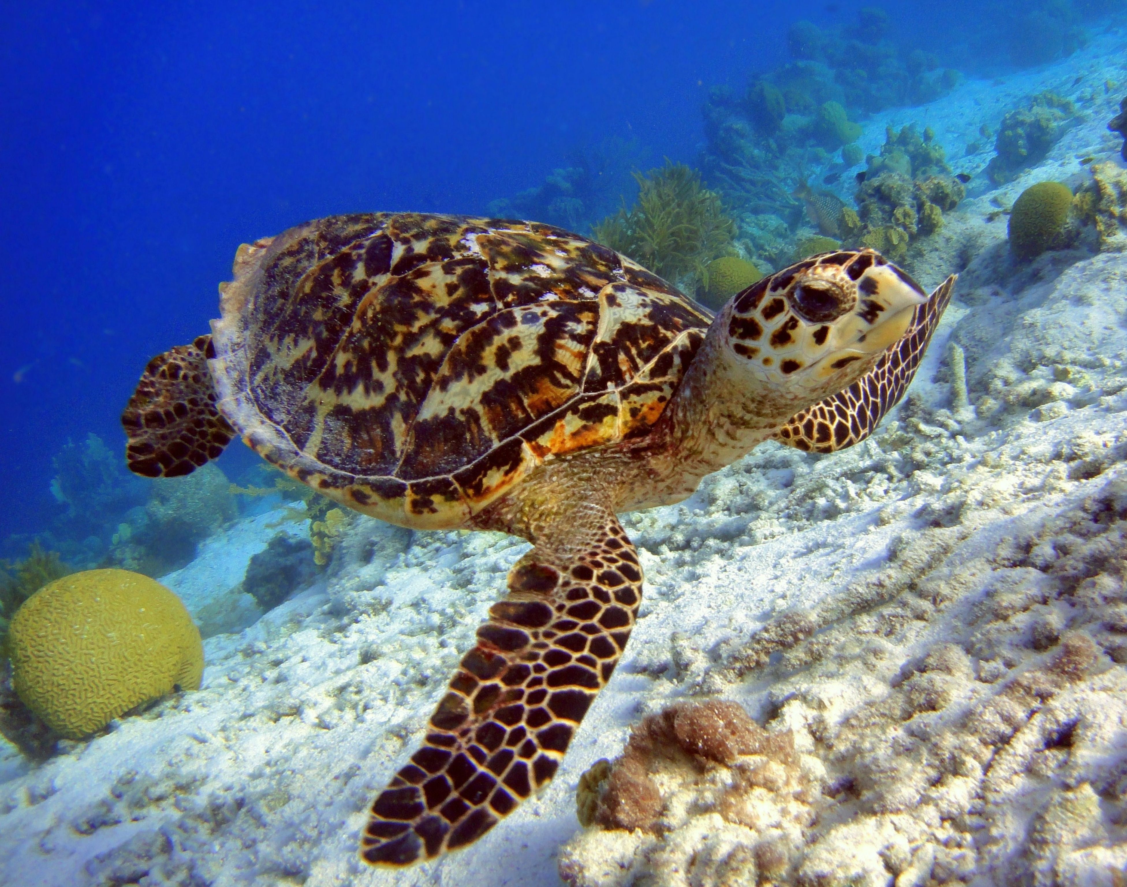 6 Critically Endangered Turtle Species (& Why You Should Care)