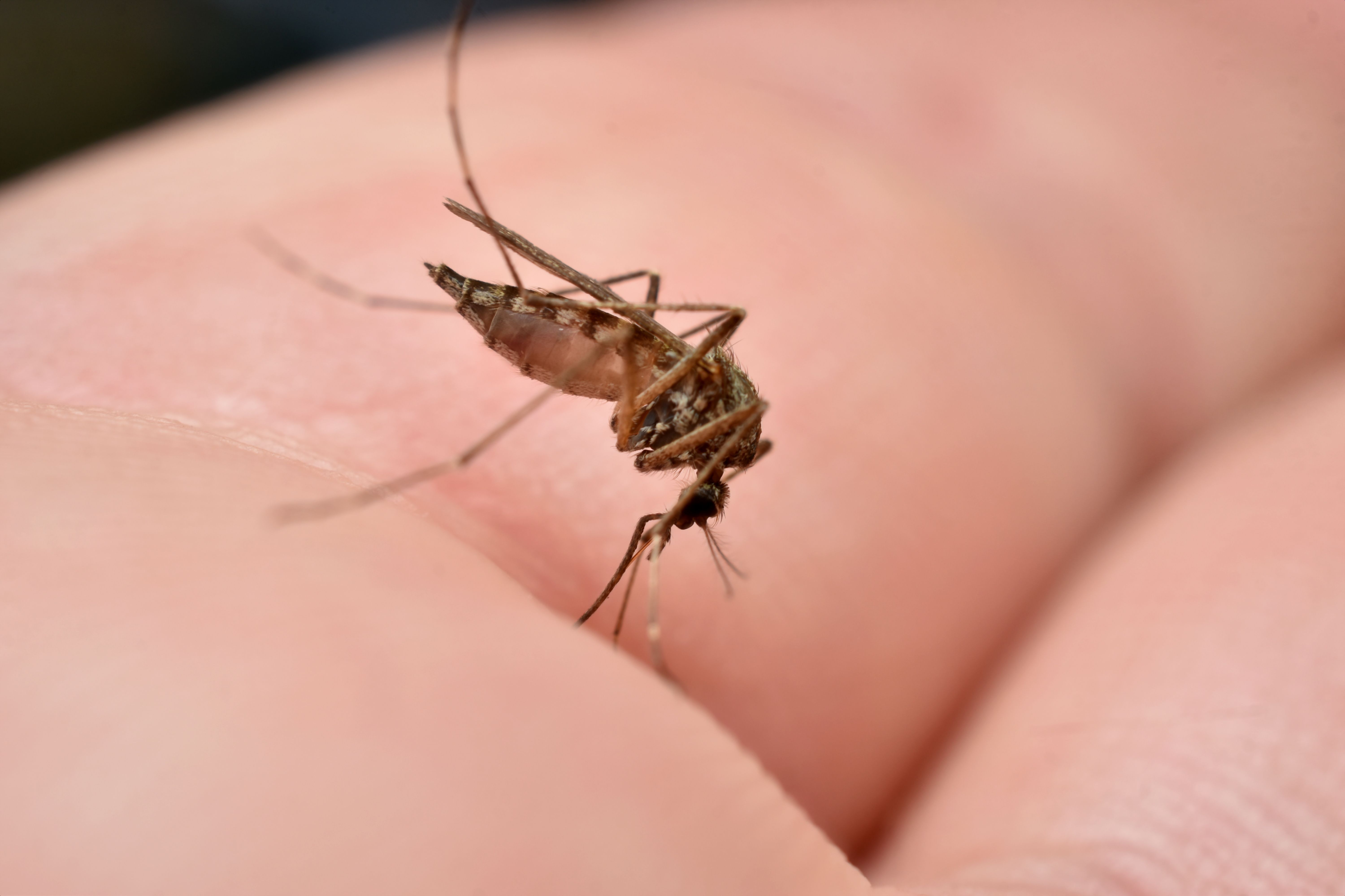 Cases Of This Unusual Disease From A Tiny Insect Bite Are On The Rise ...