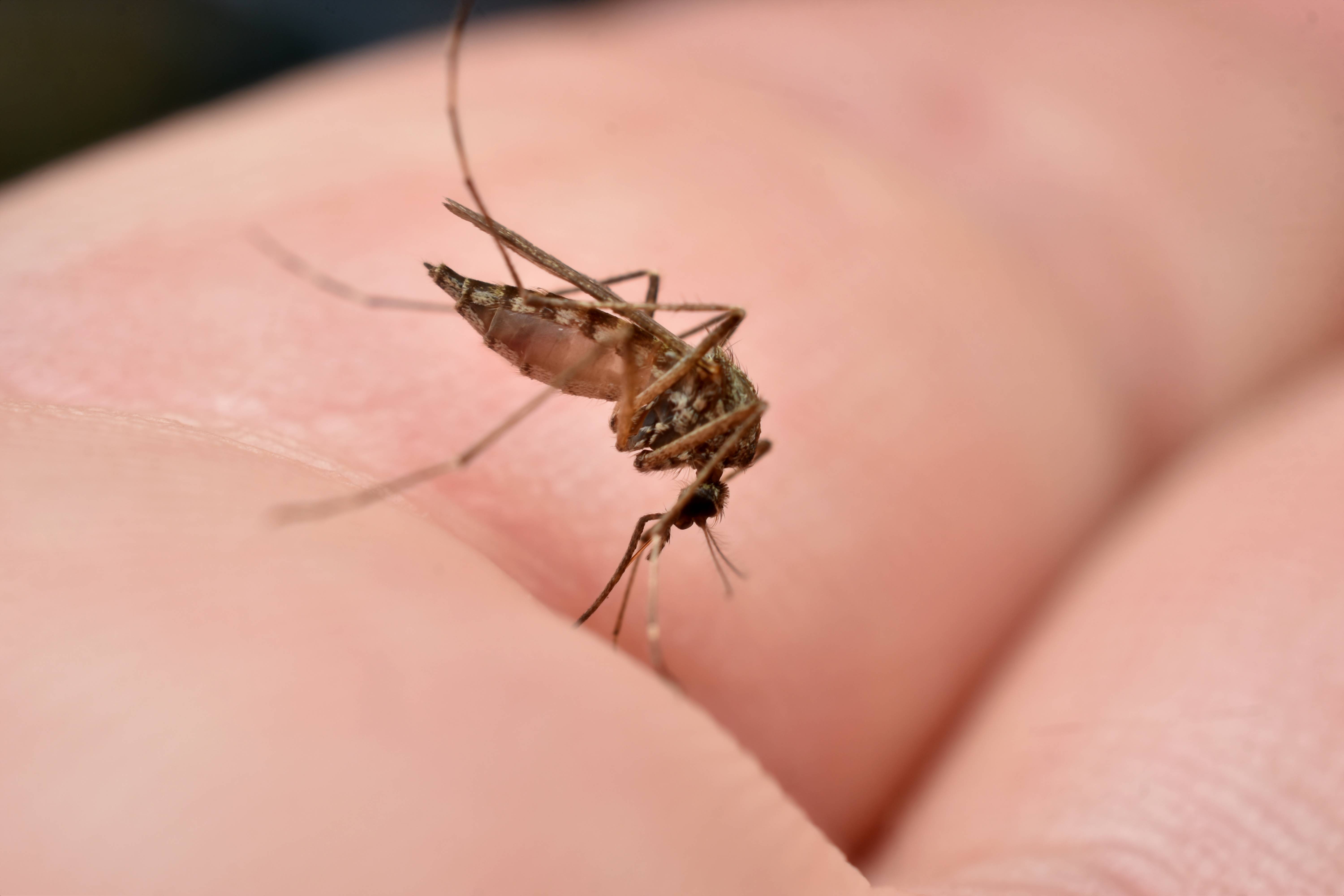 6000 Insects Cases Of This Unusual Disease From A Tiny Insect Bite Are On The Rise ...