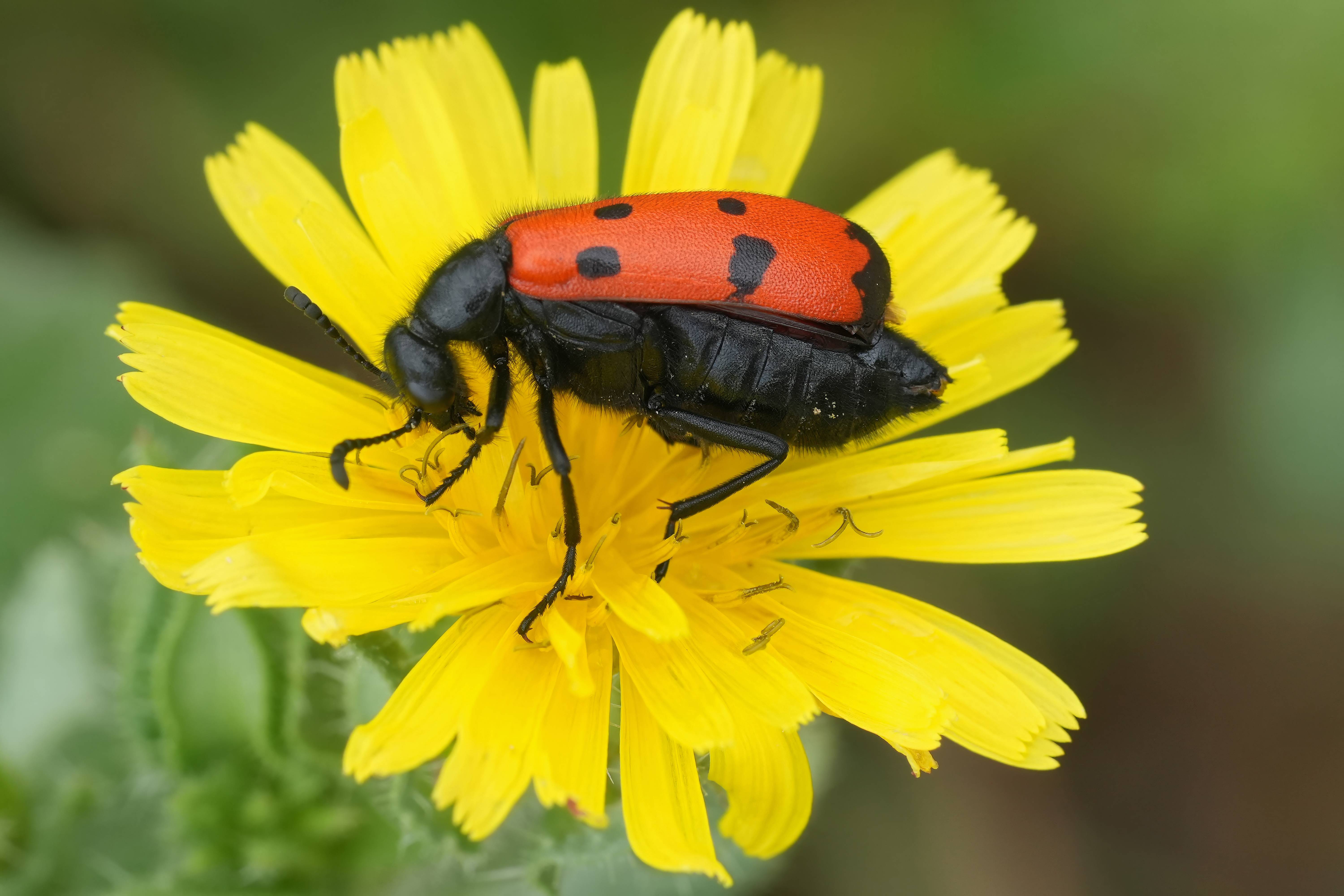 6000 Insects 10 Insects In America That Are Dangerous To Humans (& Where They're Found)